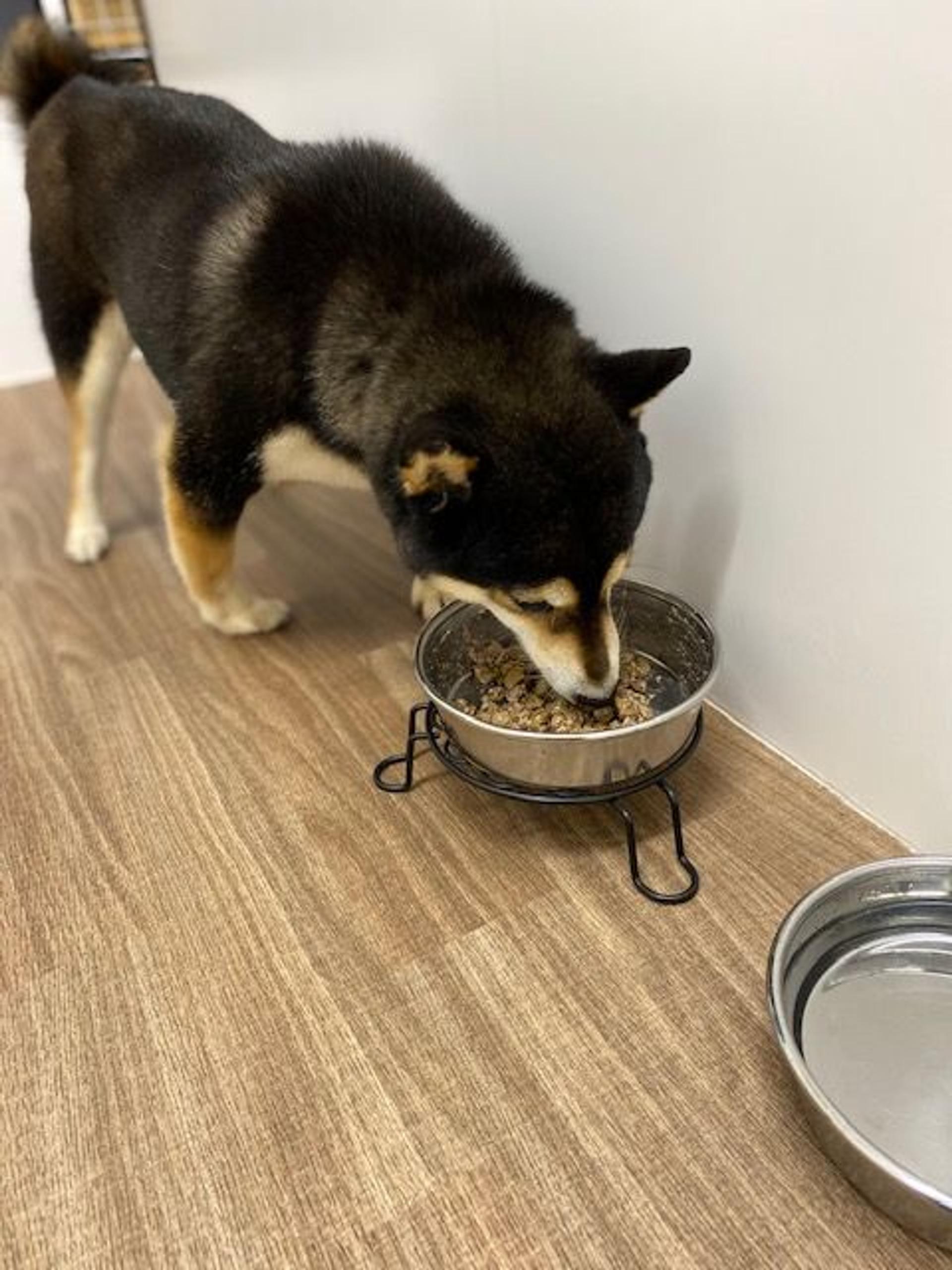 pet-image-8