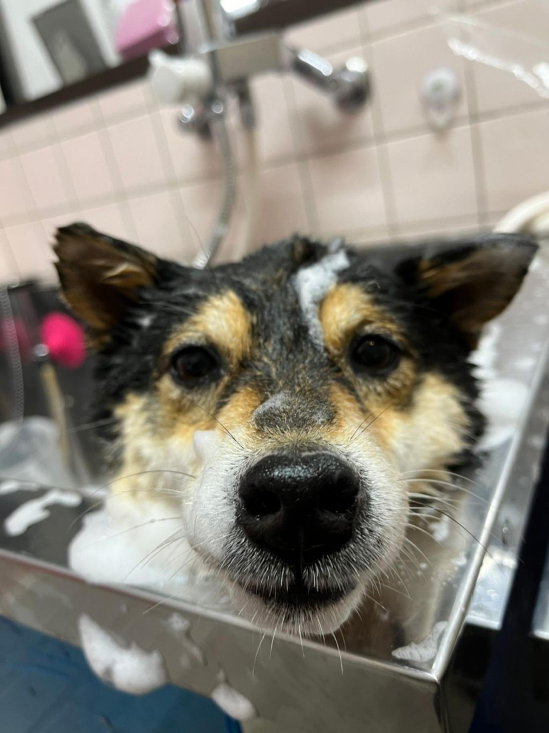 pet-image-9