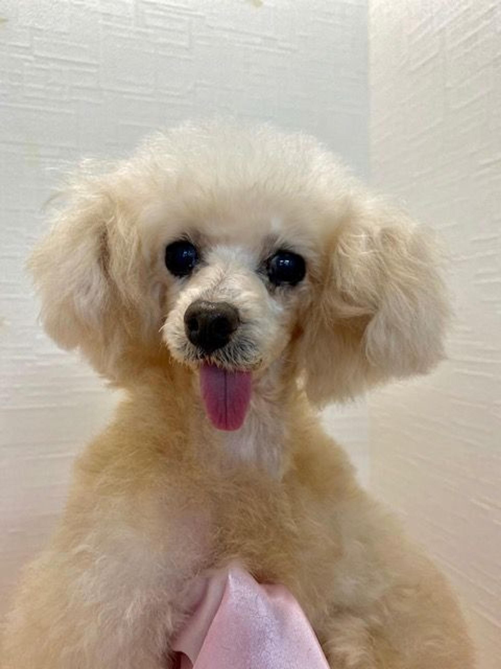pet-image-3