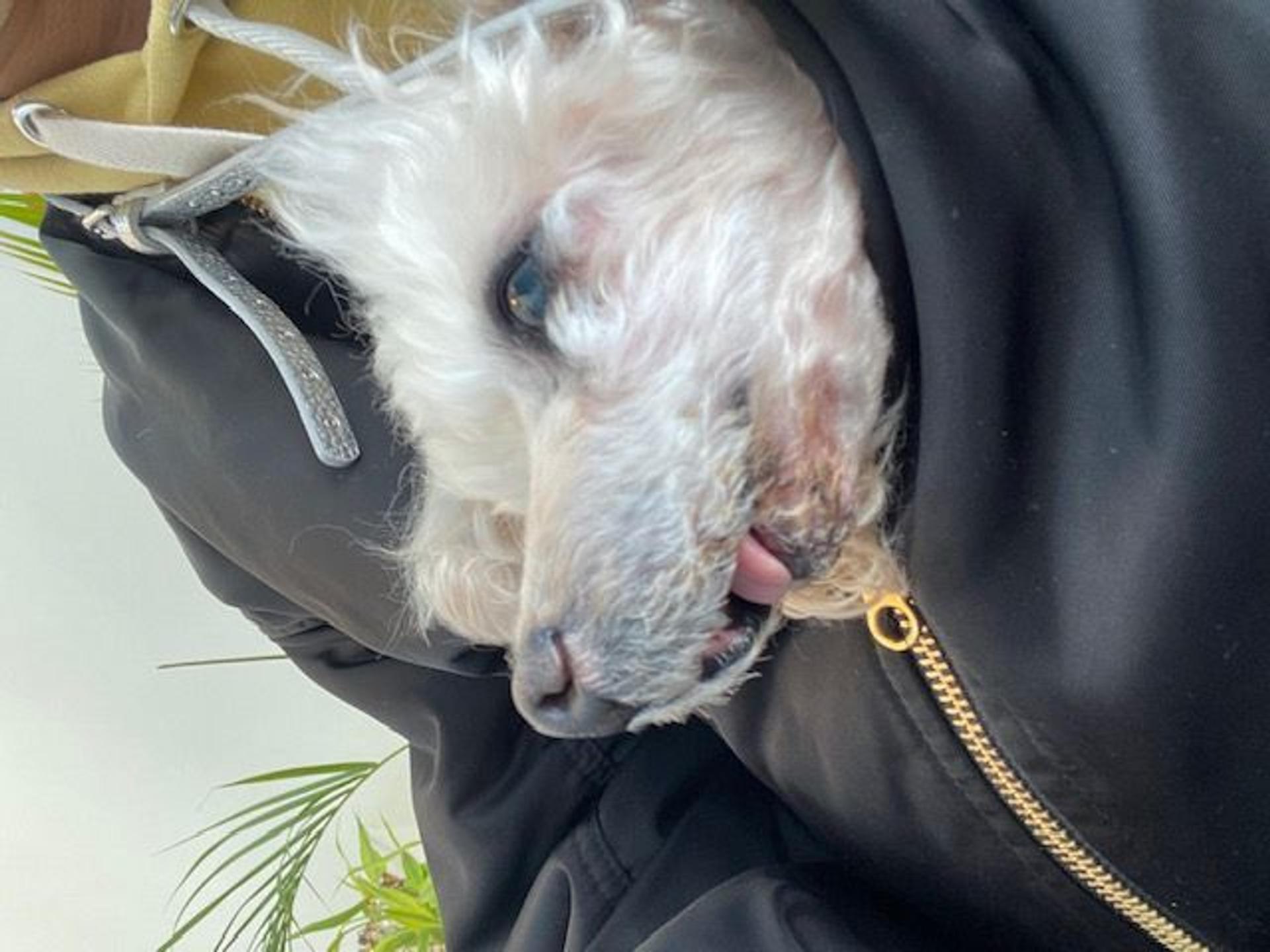 pet-image-4