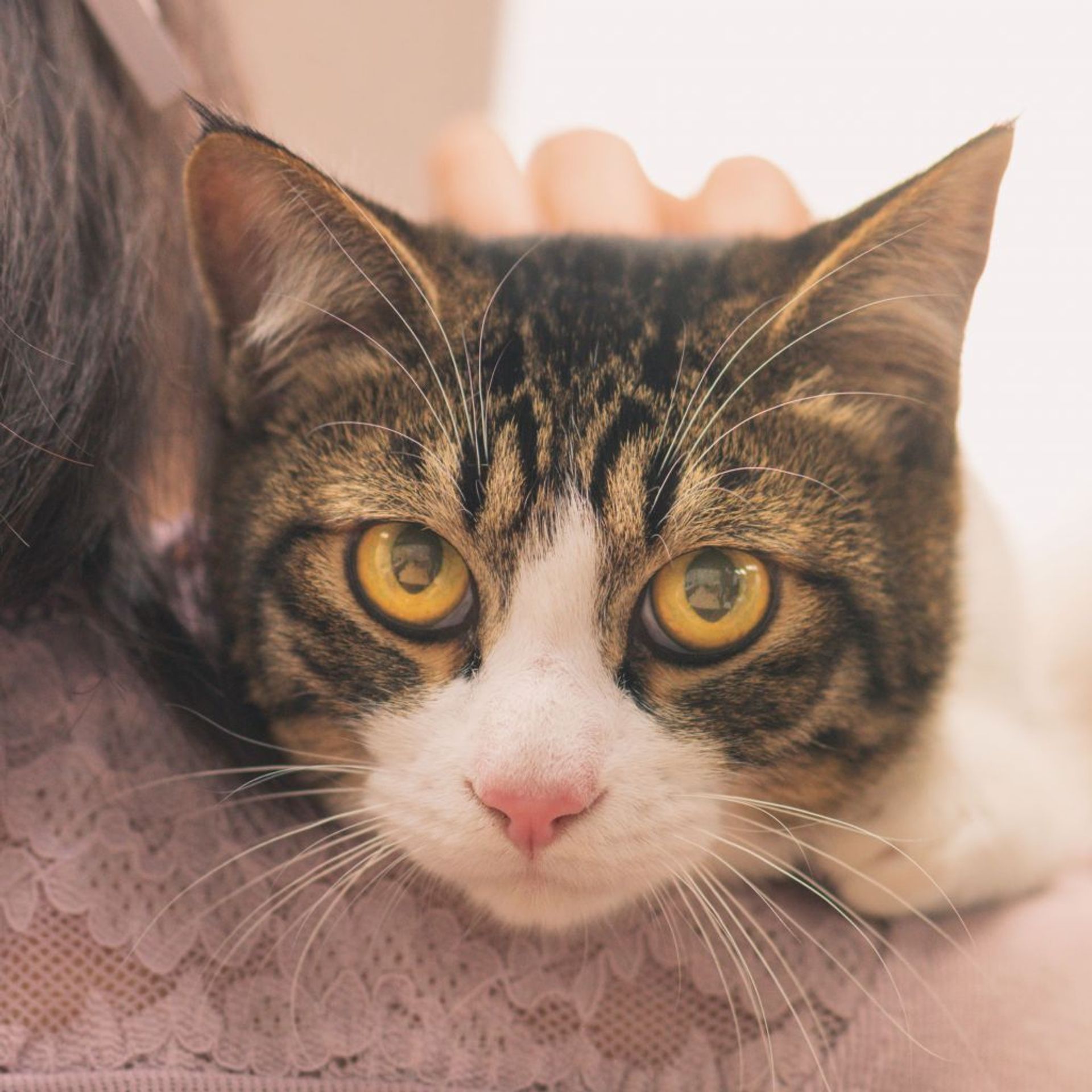 雑種（ミックス猫）・オスの里親募集の写真