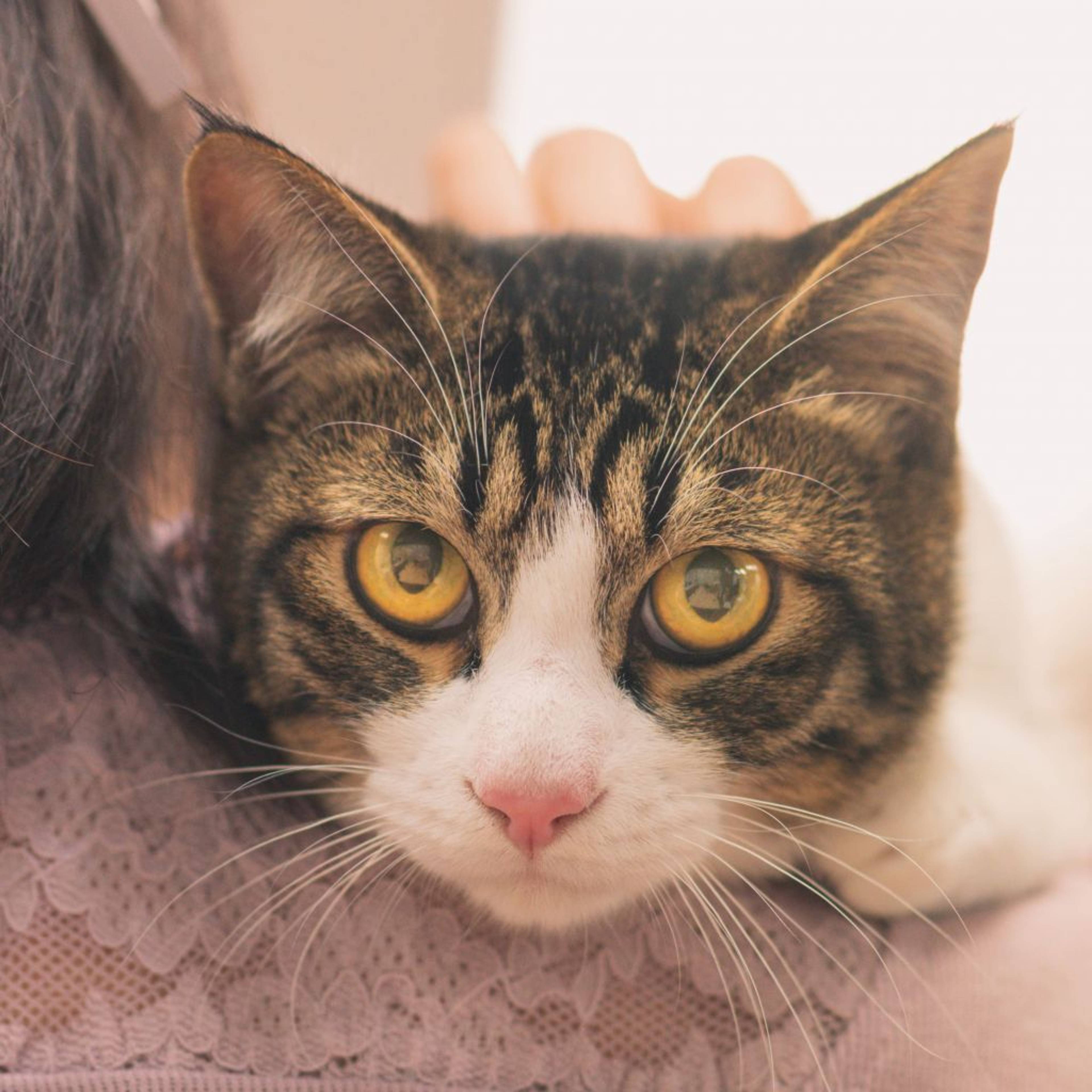 雑種（ミックス猫）・オスの里親募集の写真