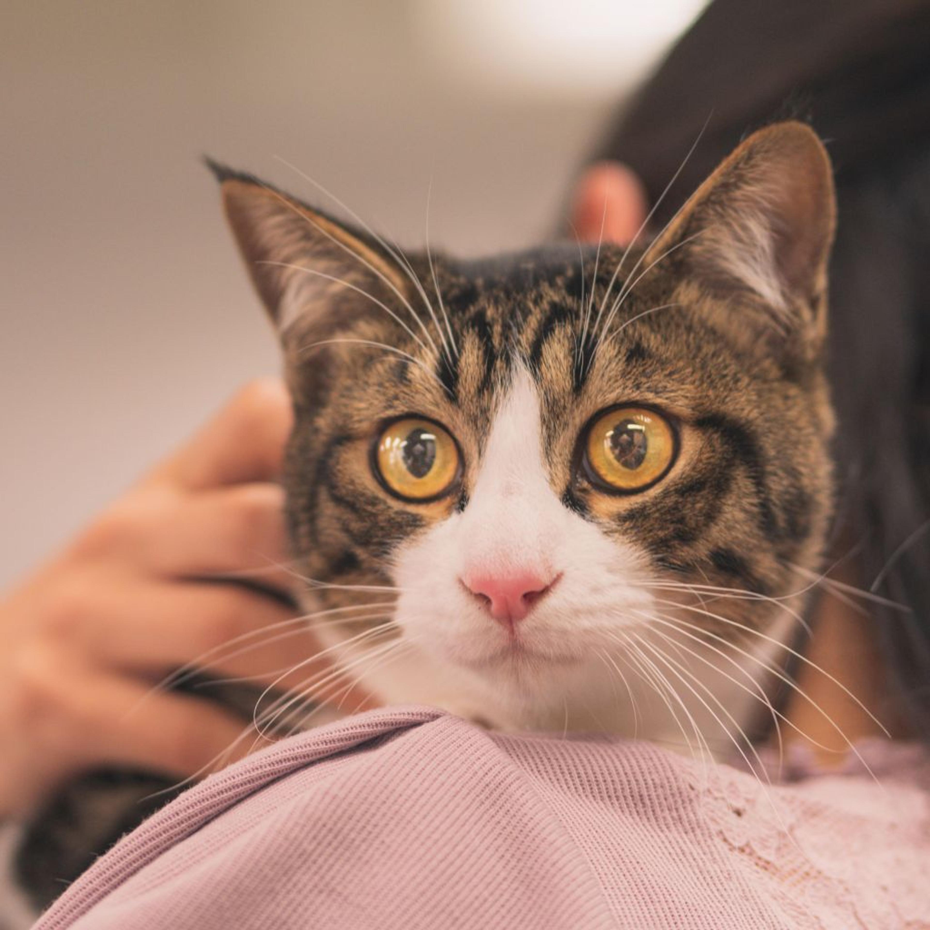 pet-image-2