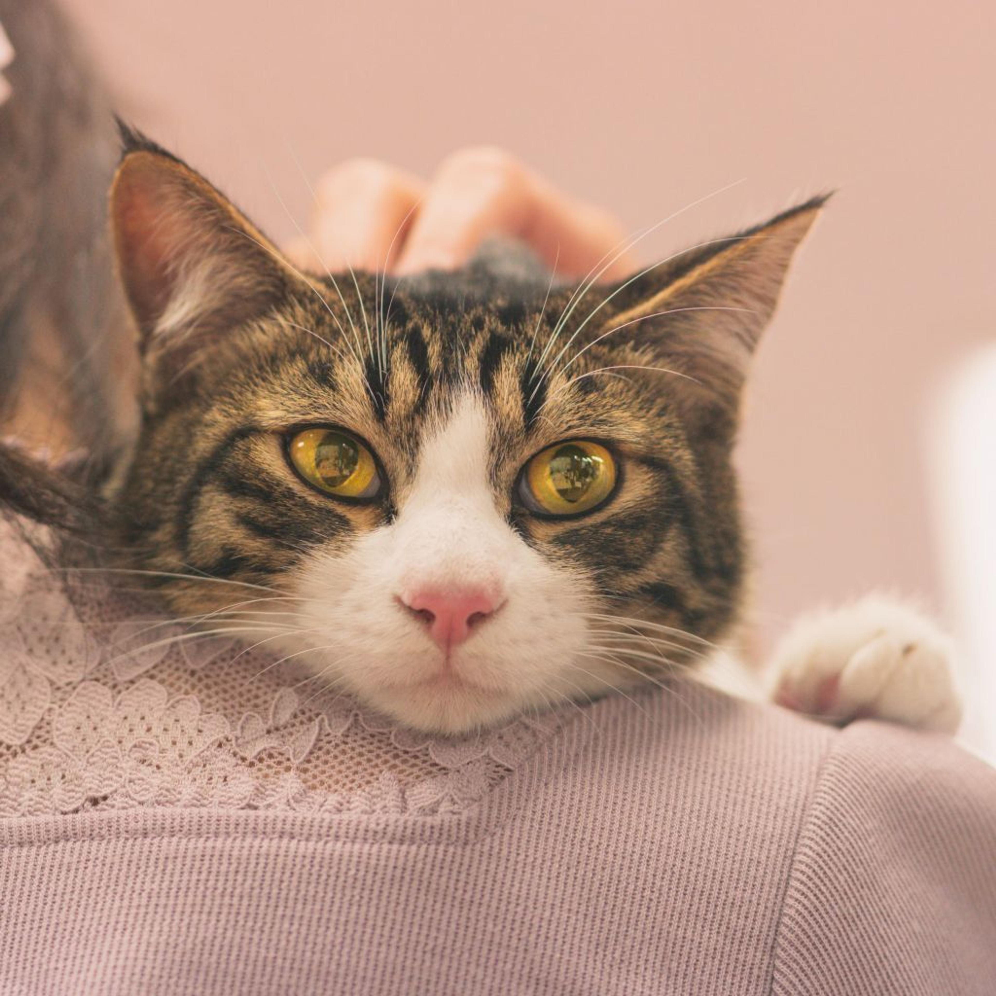 pet-image-3