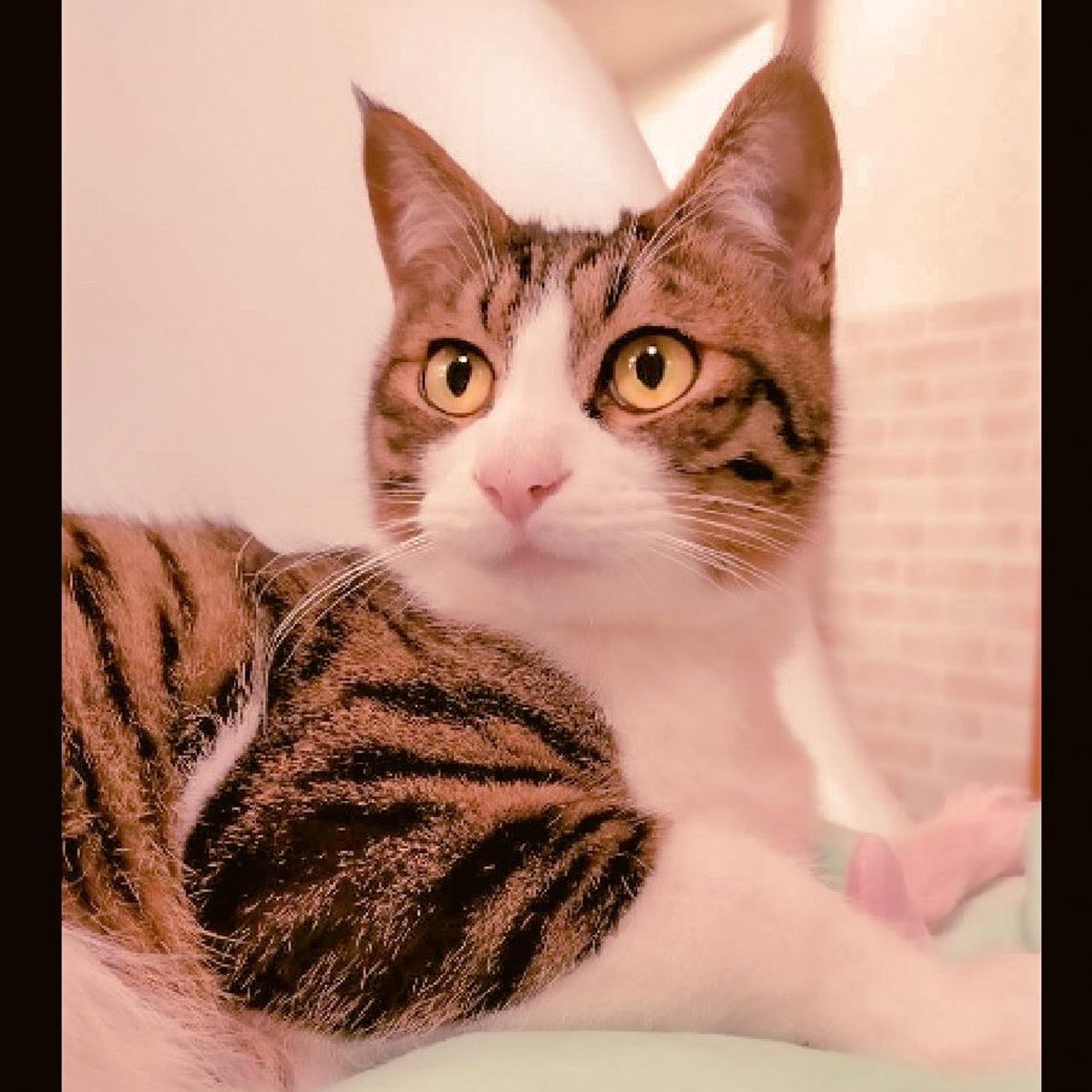pet-image-4