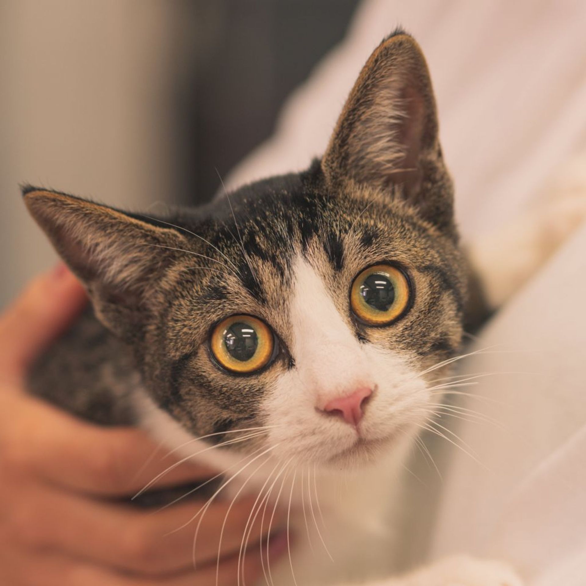 雑種（ミックス猫）・メスの里親募集の写真