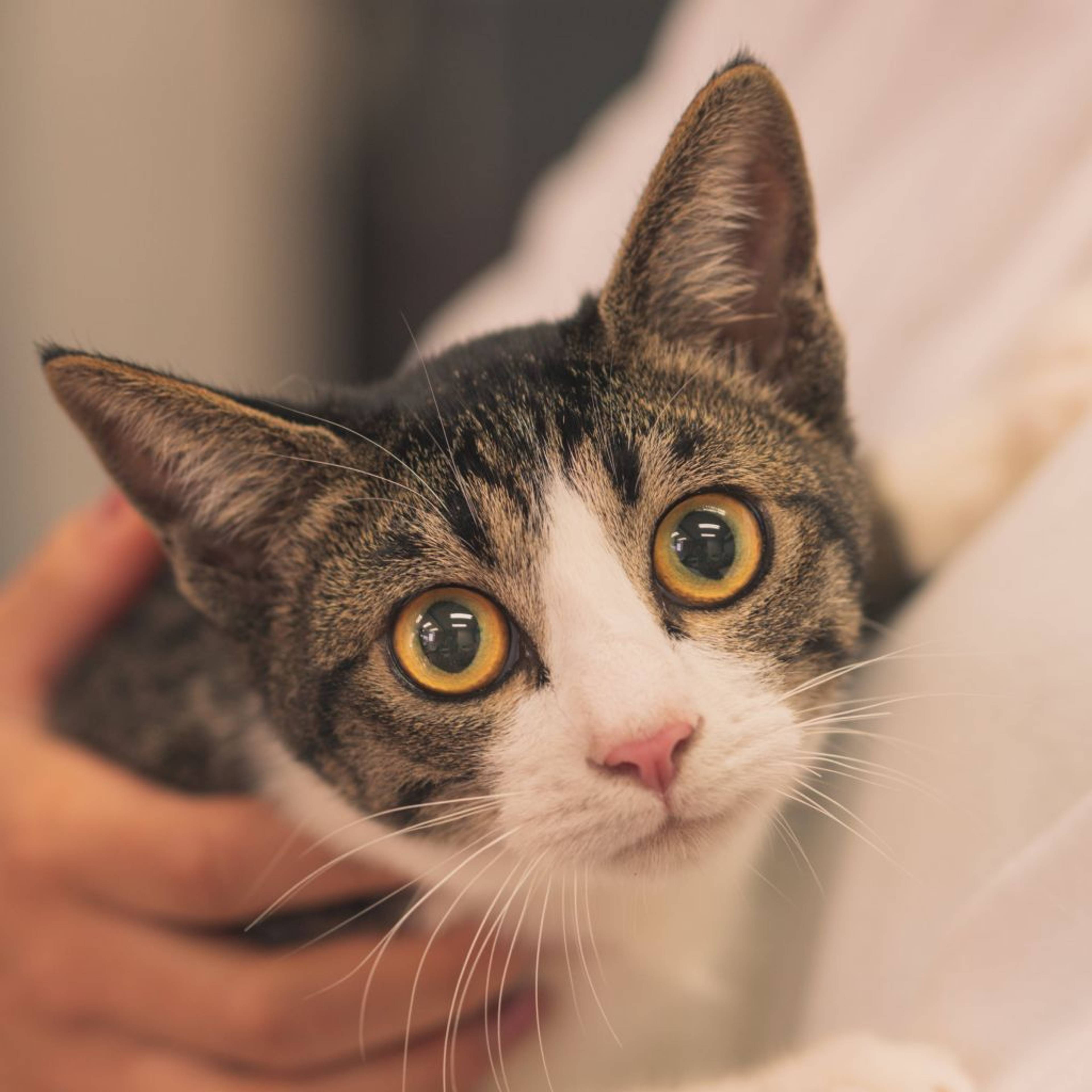 雑種（ミックス猫）・メスの里親募集の写真