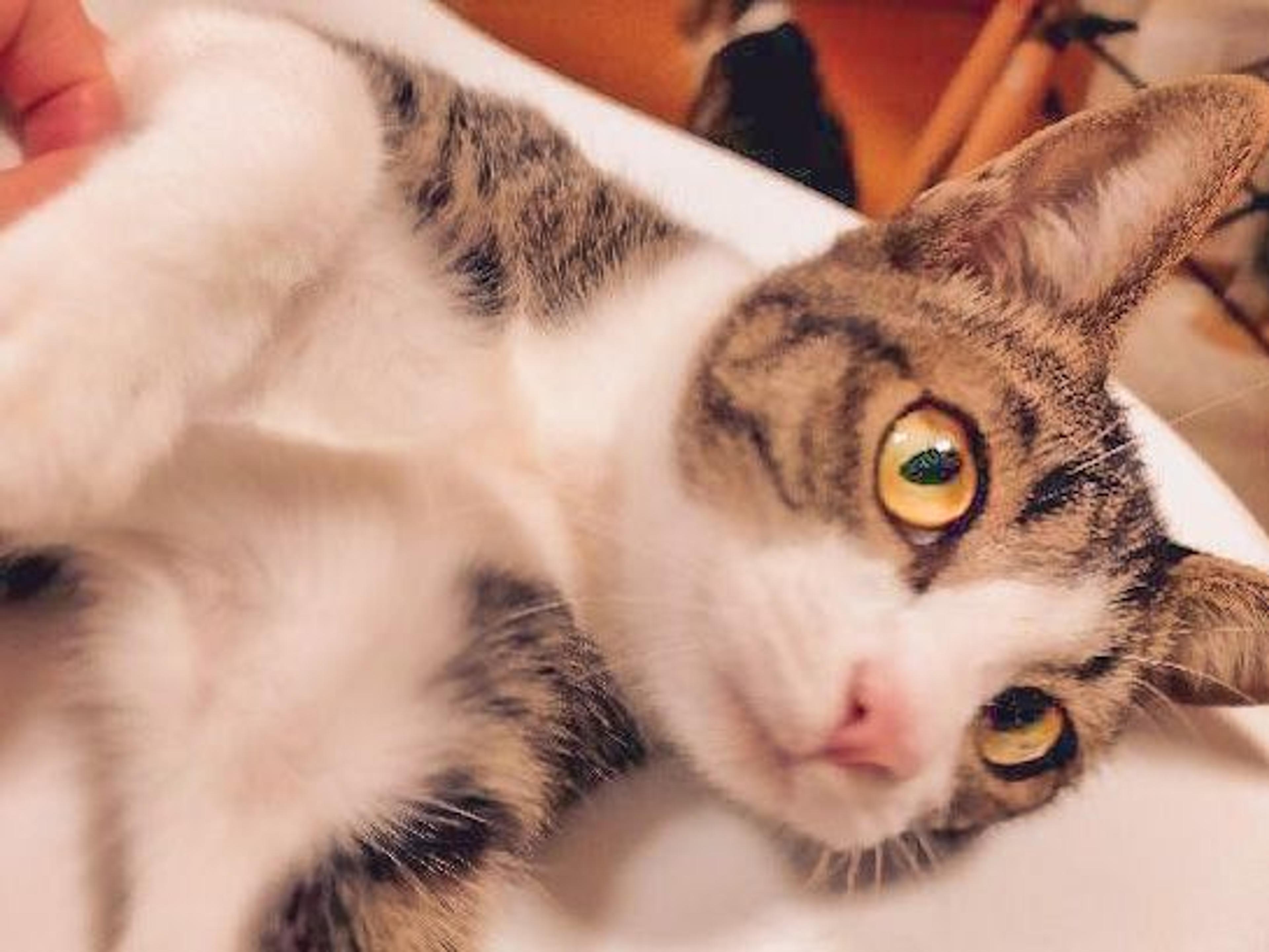 pet-image-3