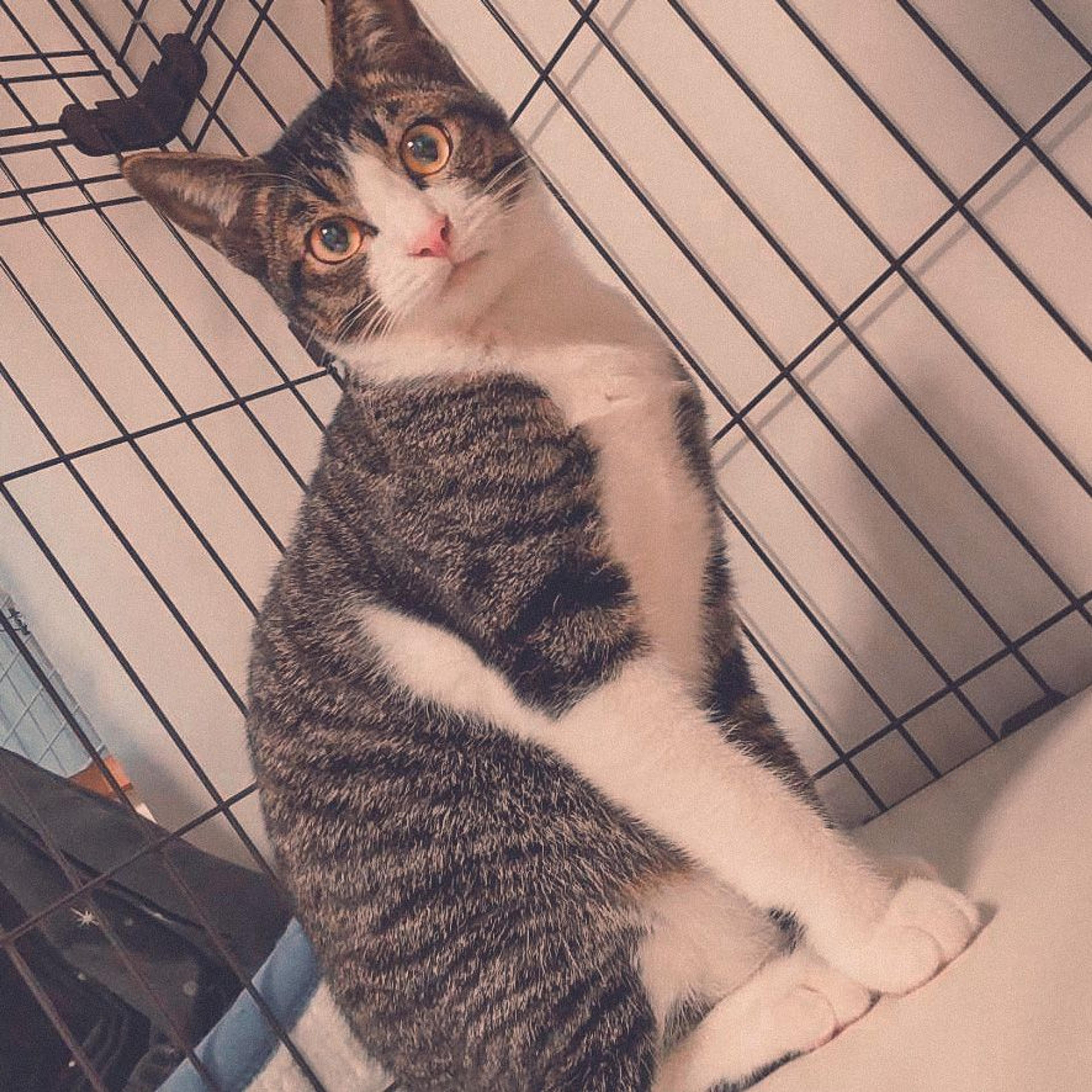 pet-image-4