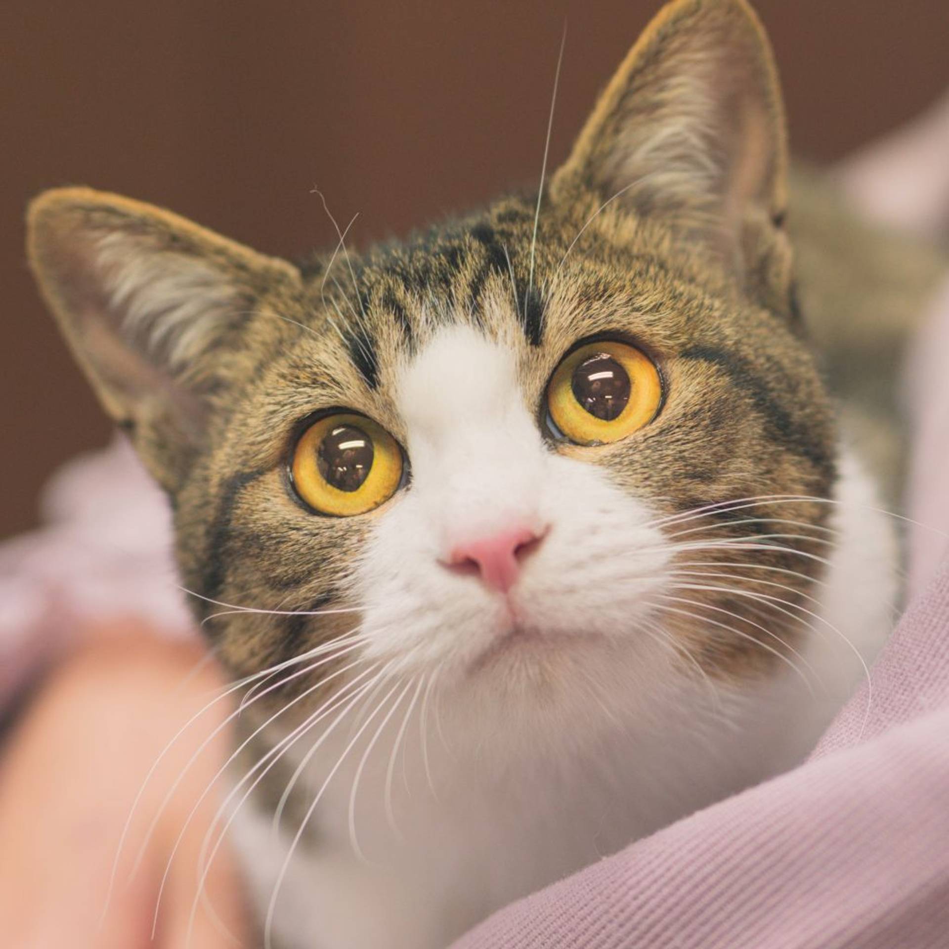 雑種（ミックス猫）・メスの里親募集の写真
