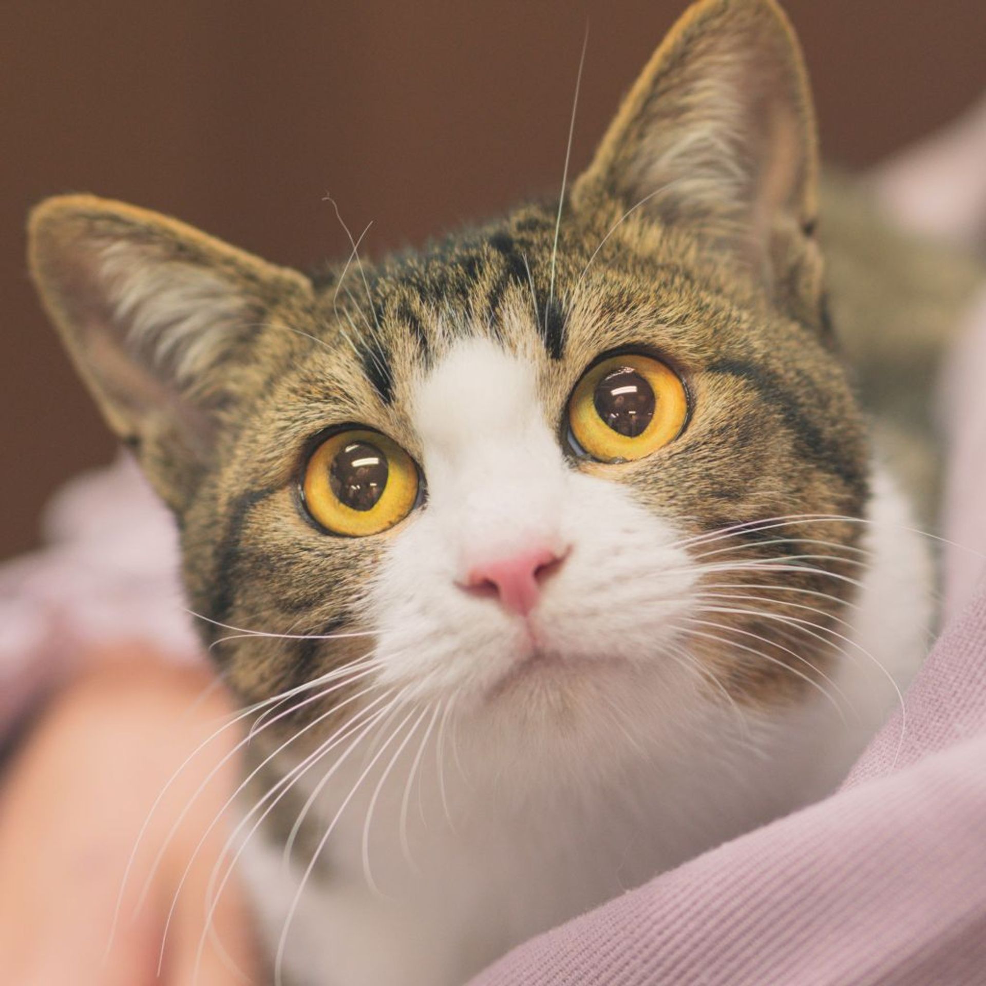 雑種（ミックス猫）・メスの里親募集の写真