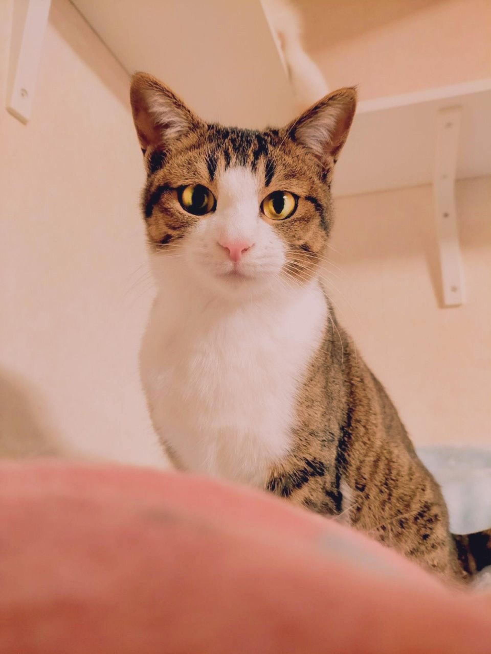 pet-image-4