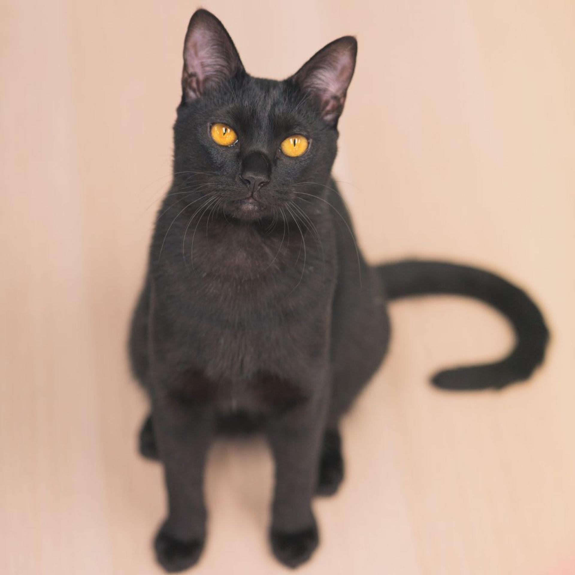 pet-image-4