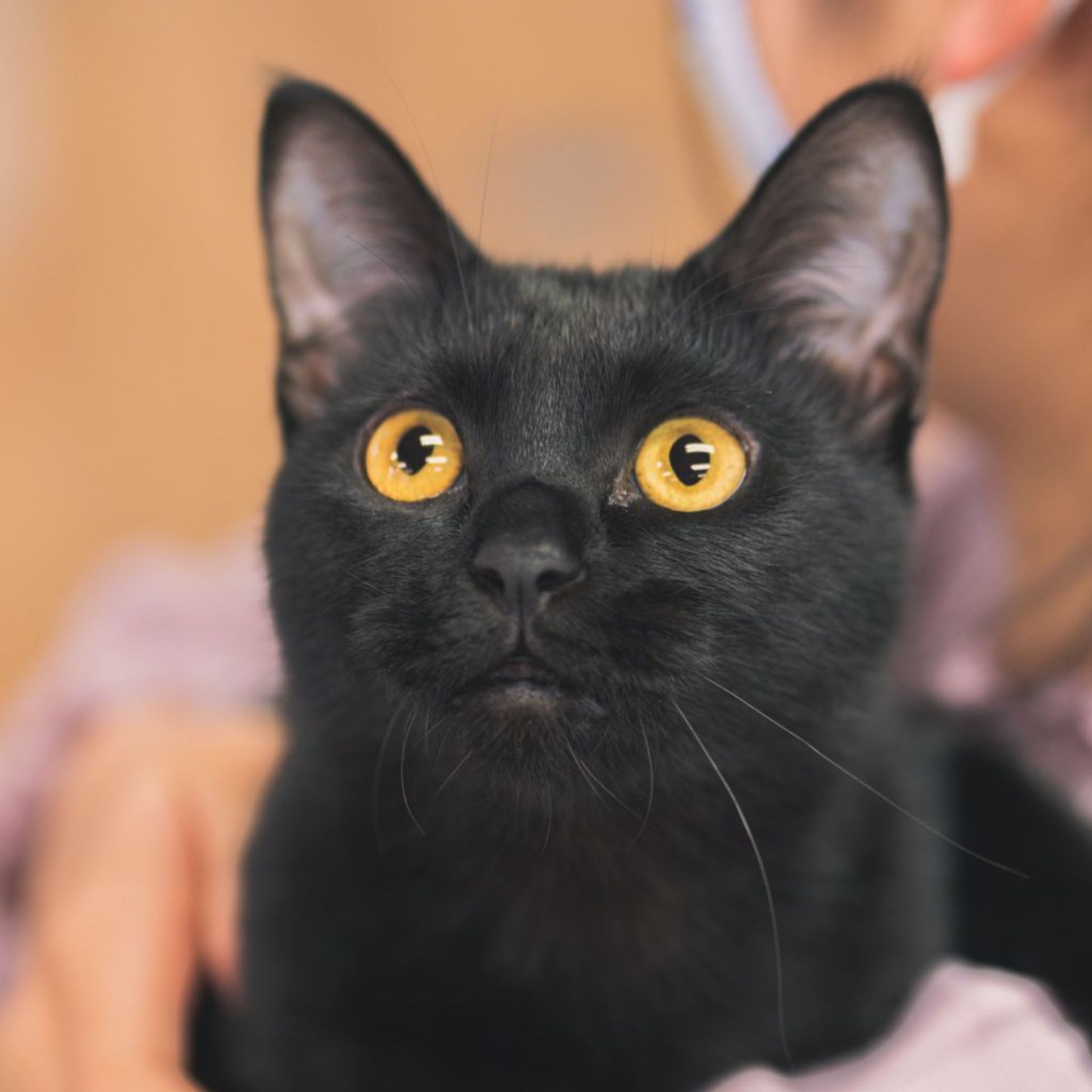 雑種（ミックス猫）・メスの里親募集の写真