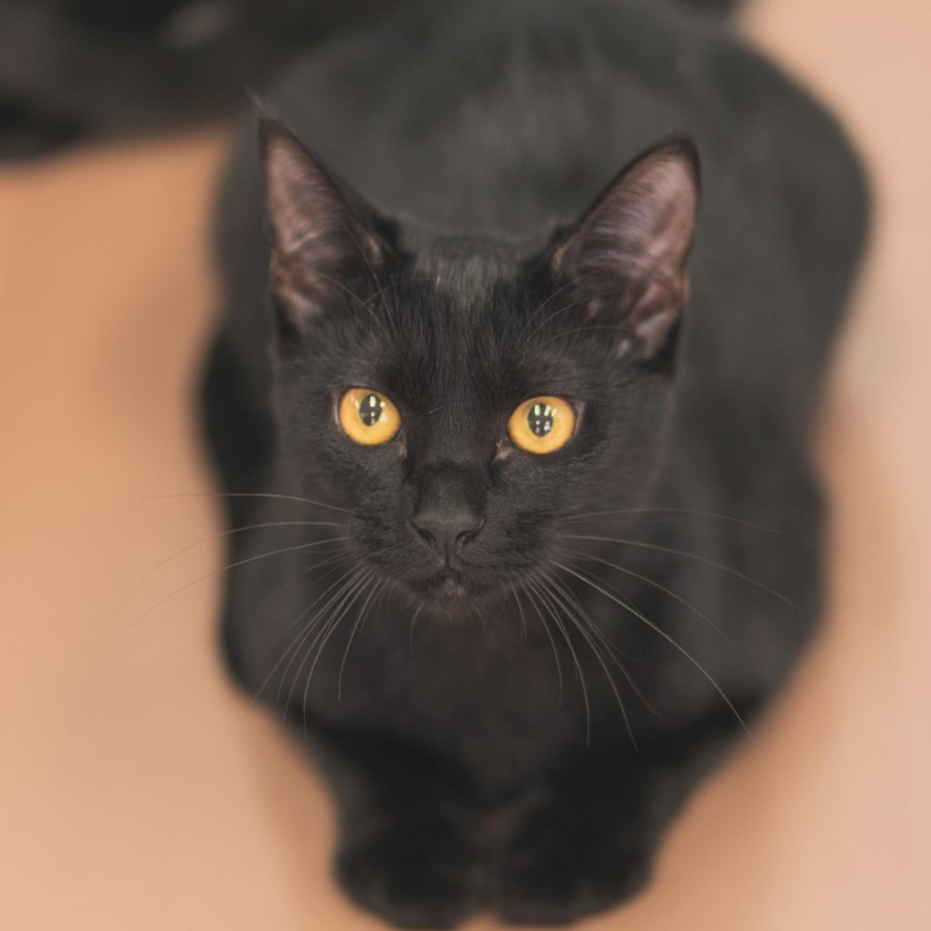 pet-image-3