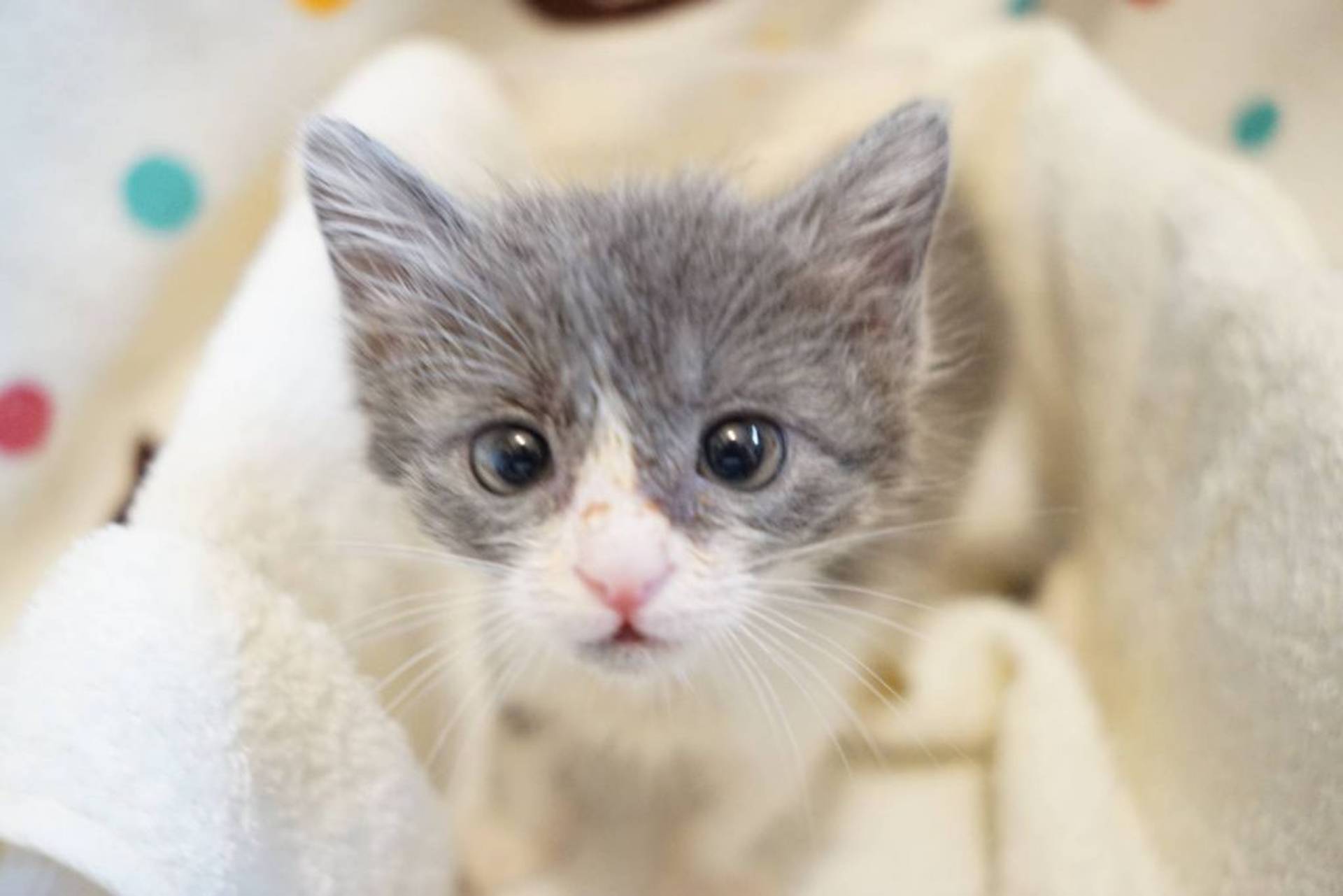 雑種（ミックス猫）・メスの里親募集の写真