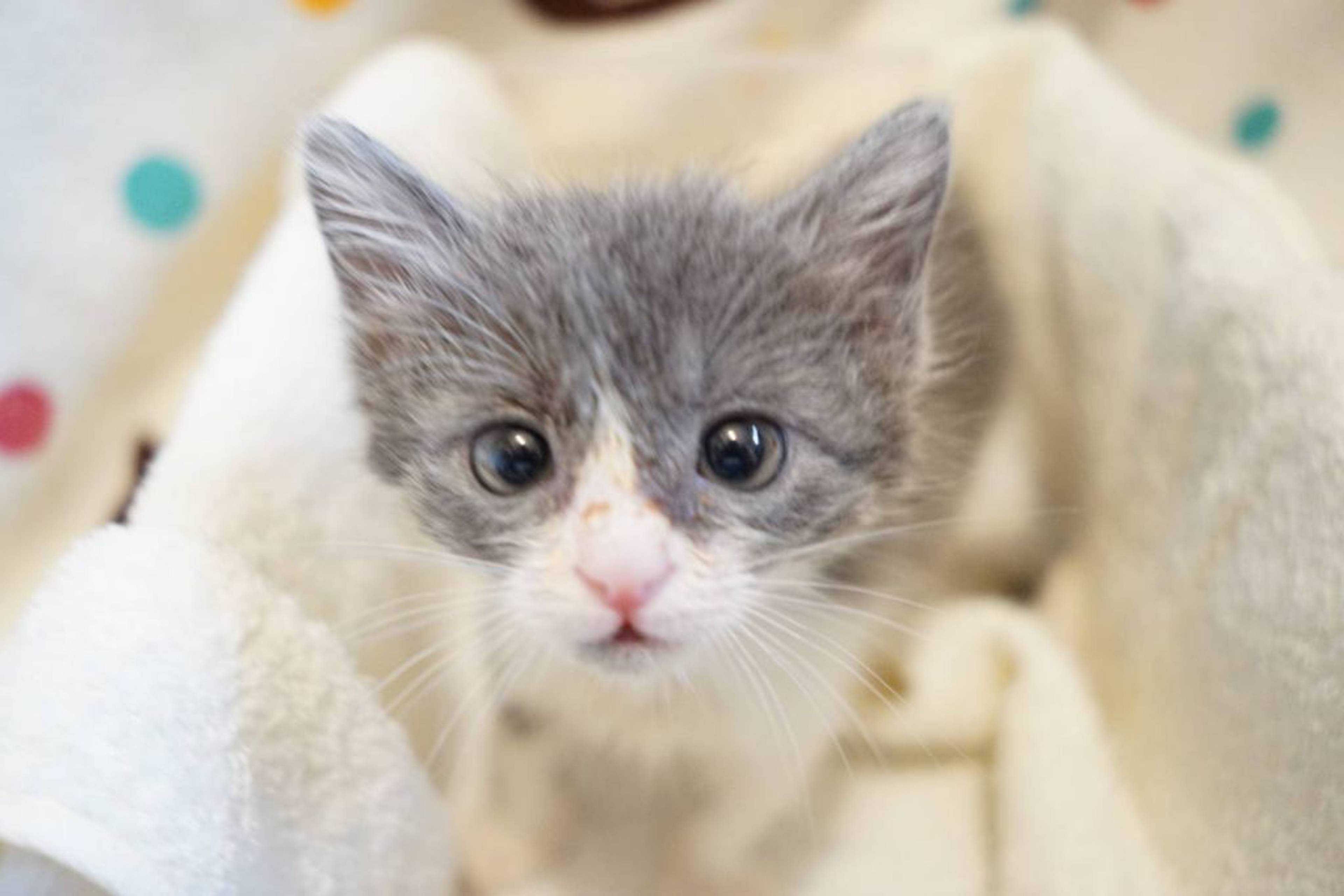 雑種（ミックス猫）・メスの里親募集の写真