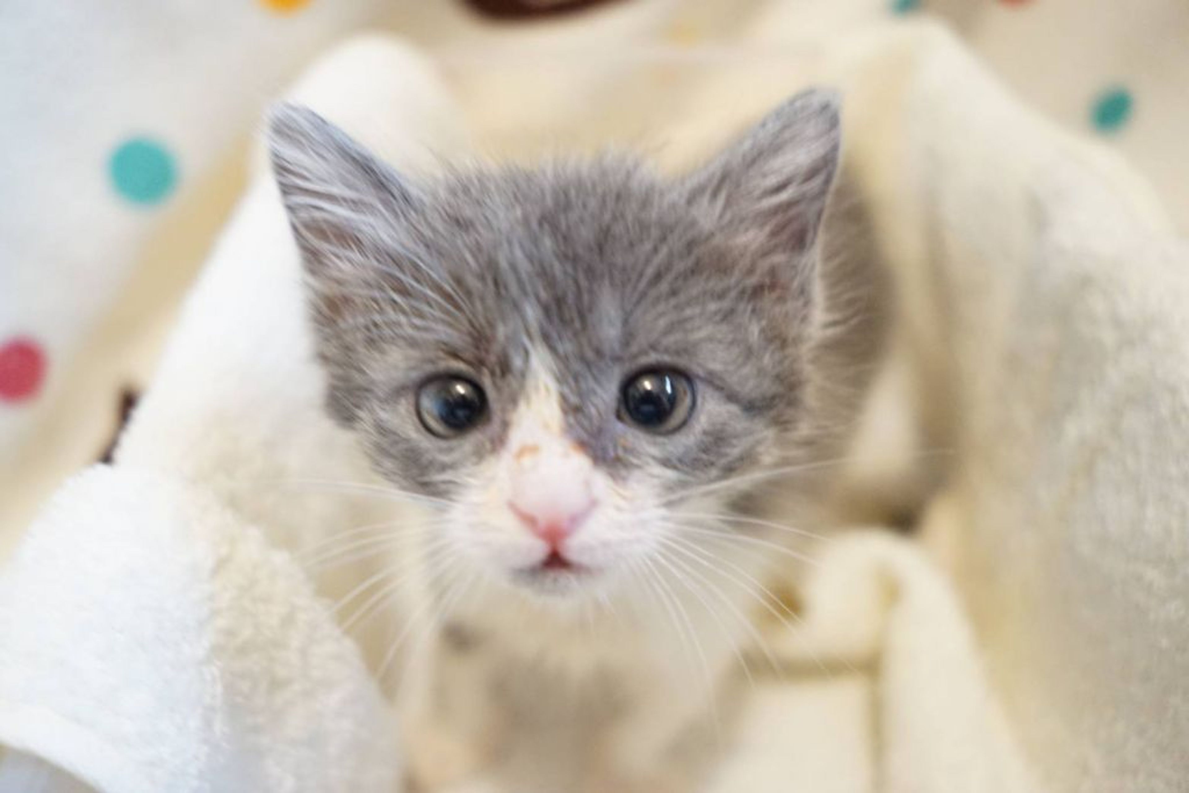 雑種（ミックス猫）・メスの里親募集の写真