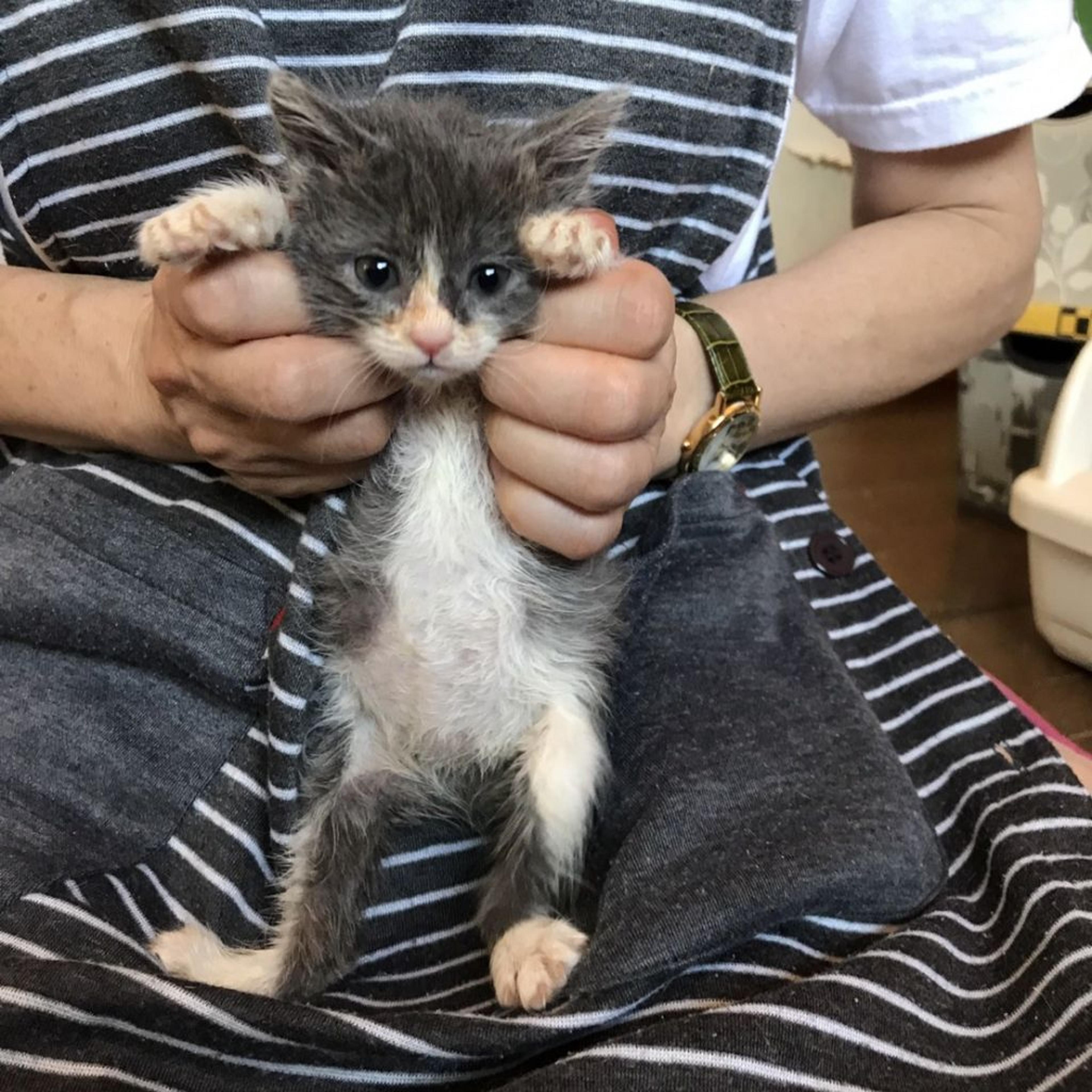 pet-image-3