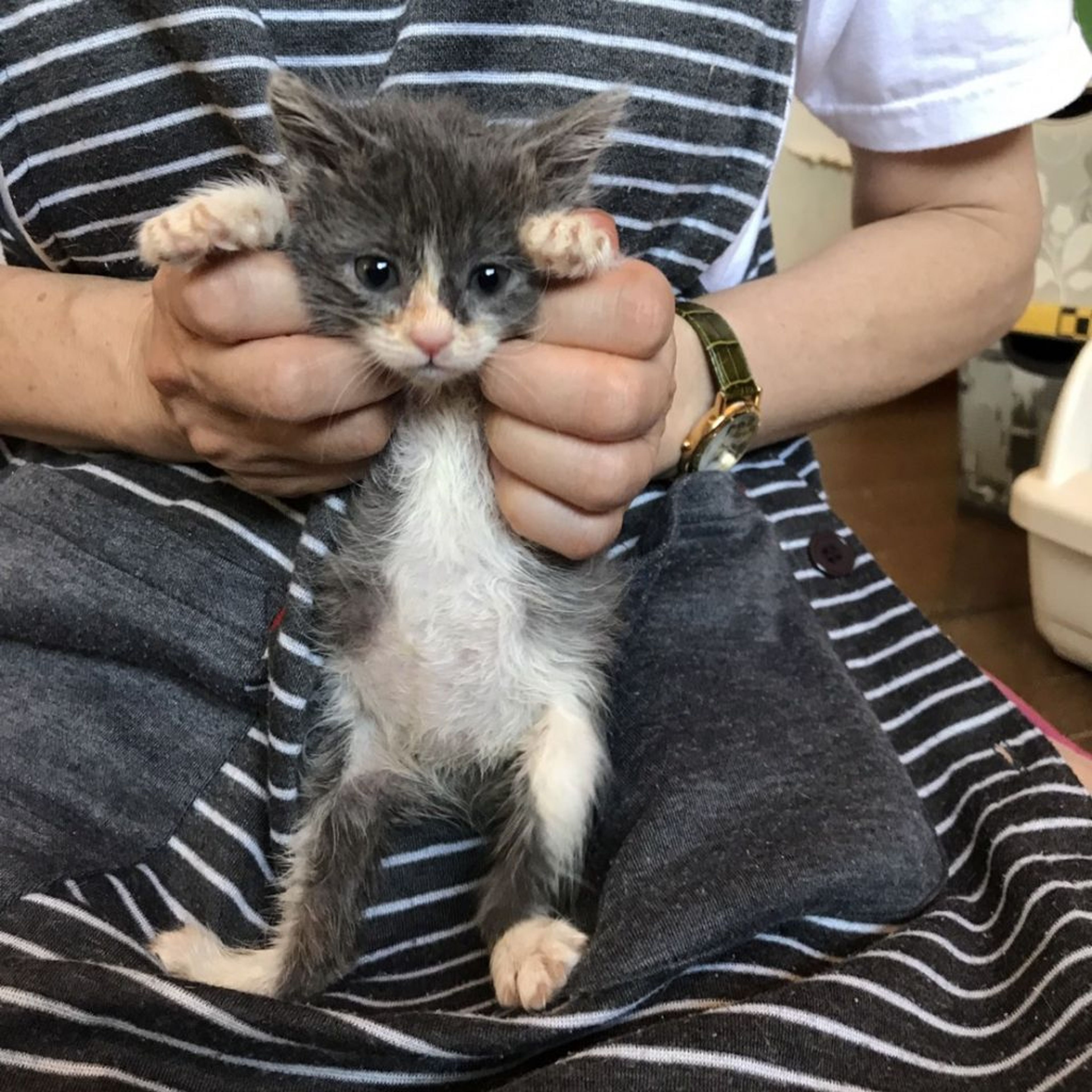 pet-image-3