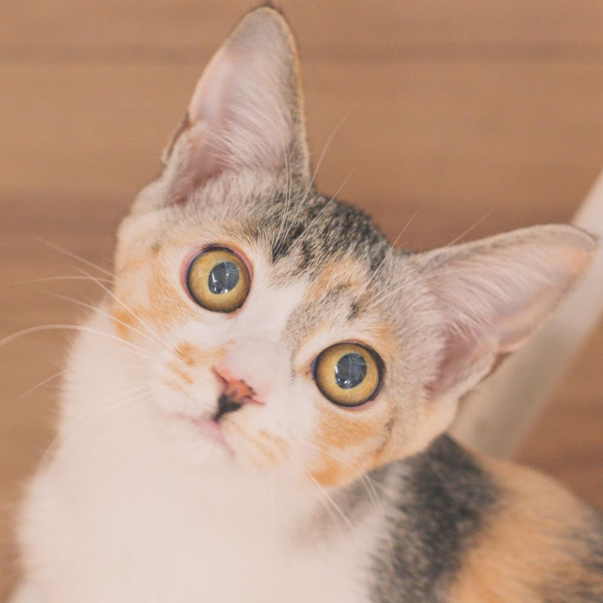 雑種（ミックス猫）・メスの里親募集の写真