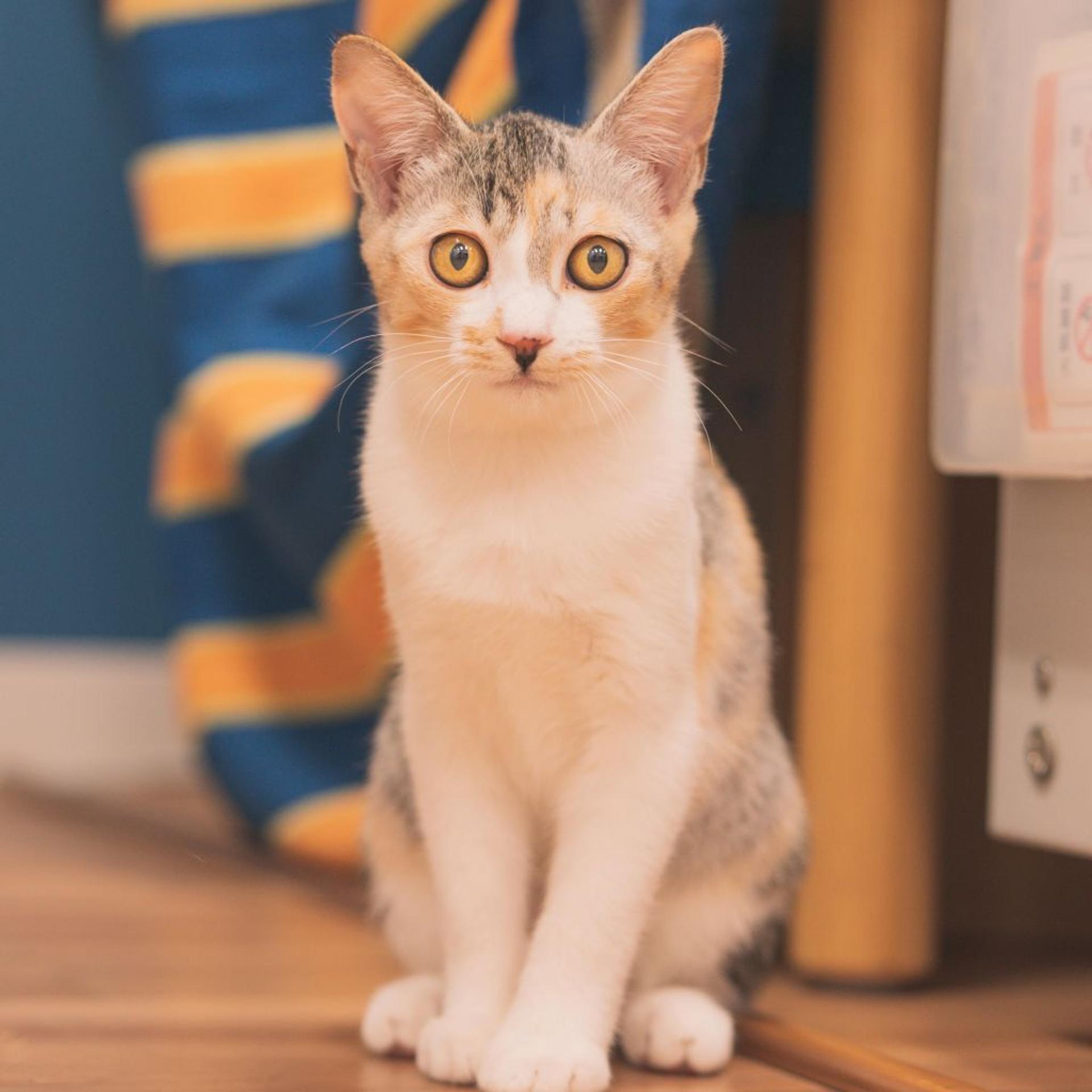 pet-image-3