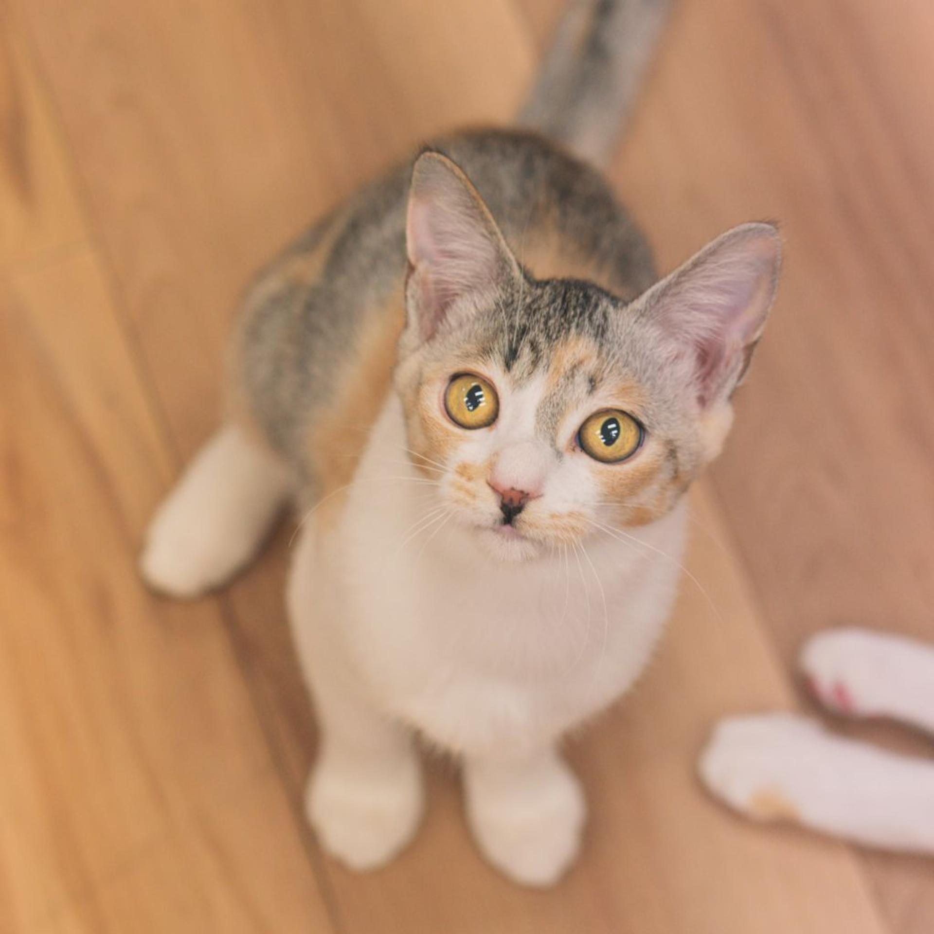 pet-image-5