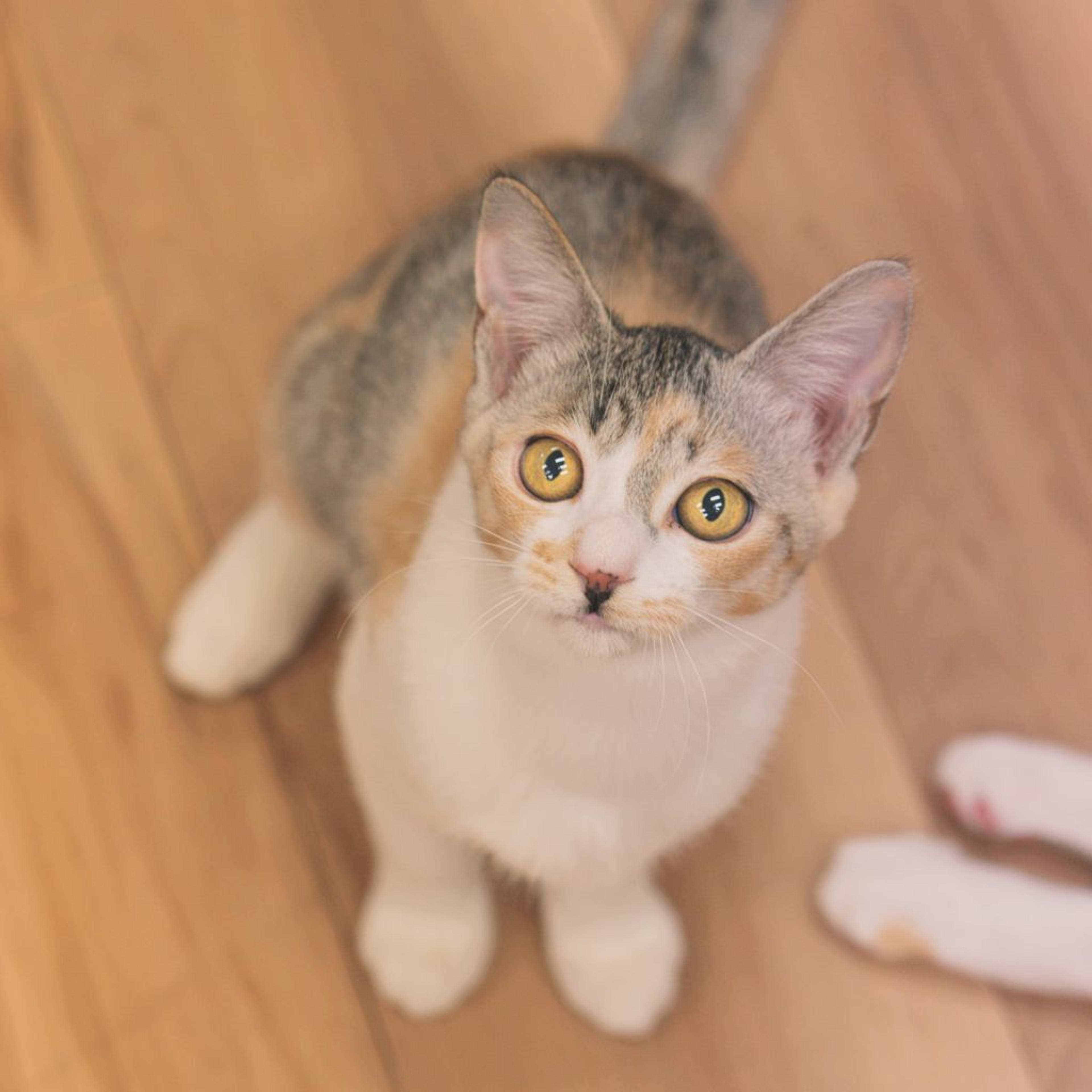 pet-image-5