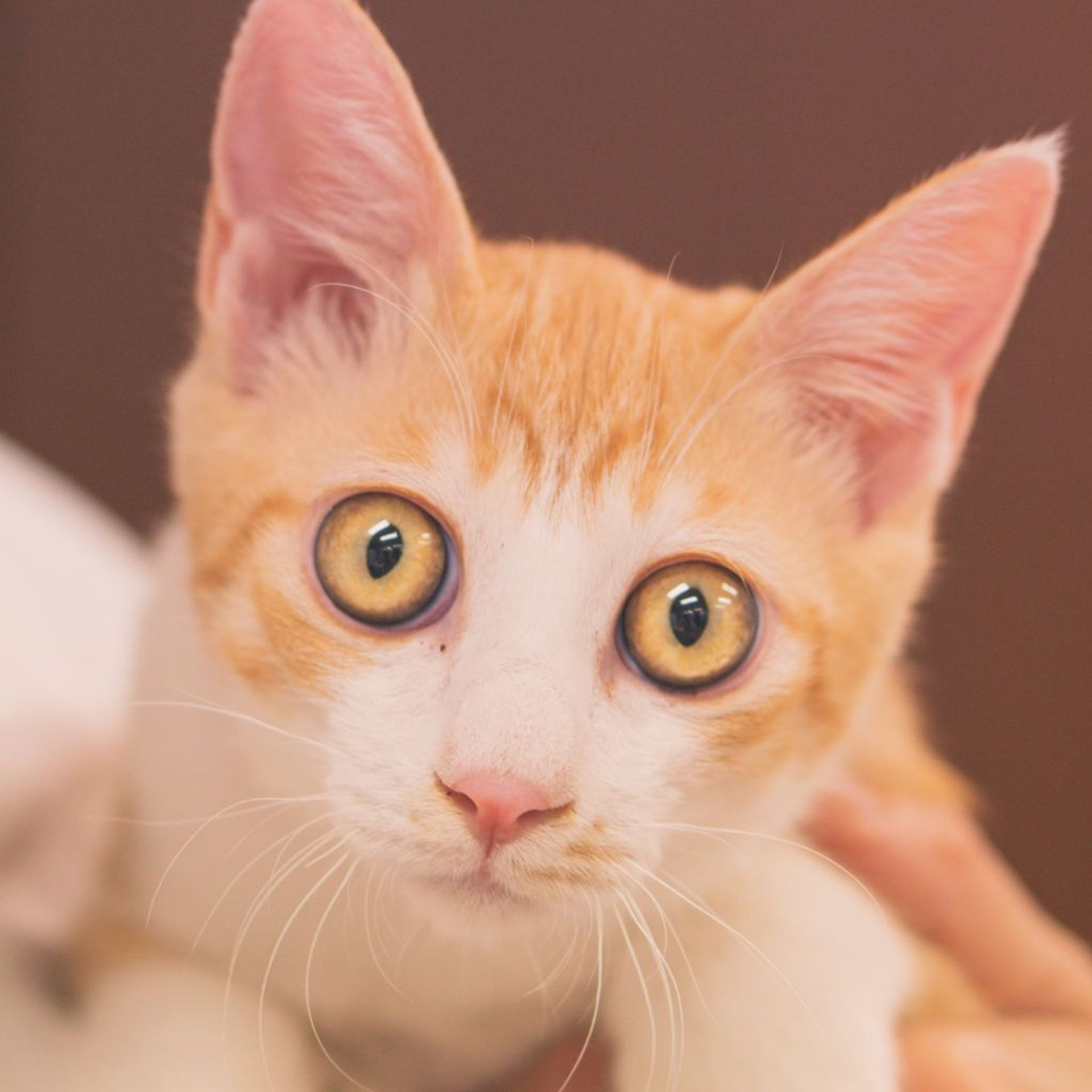 雑種（ミックス猫）・オスの里親募集の写真