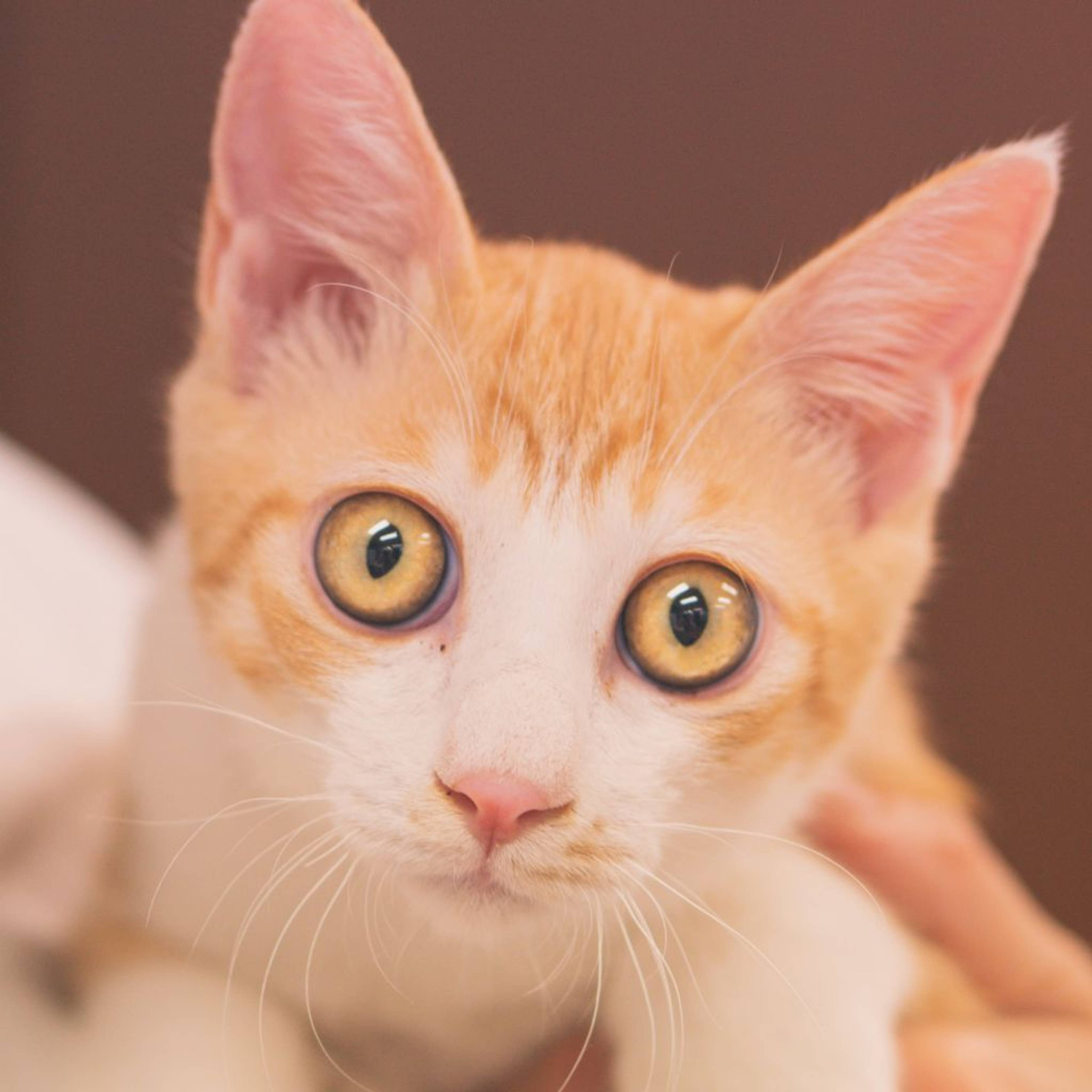 雑種（ミックス猫）・オスの里親募集の写真