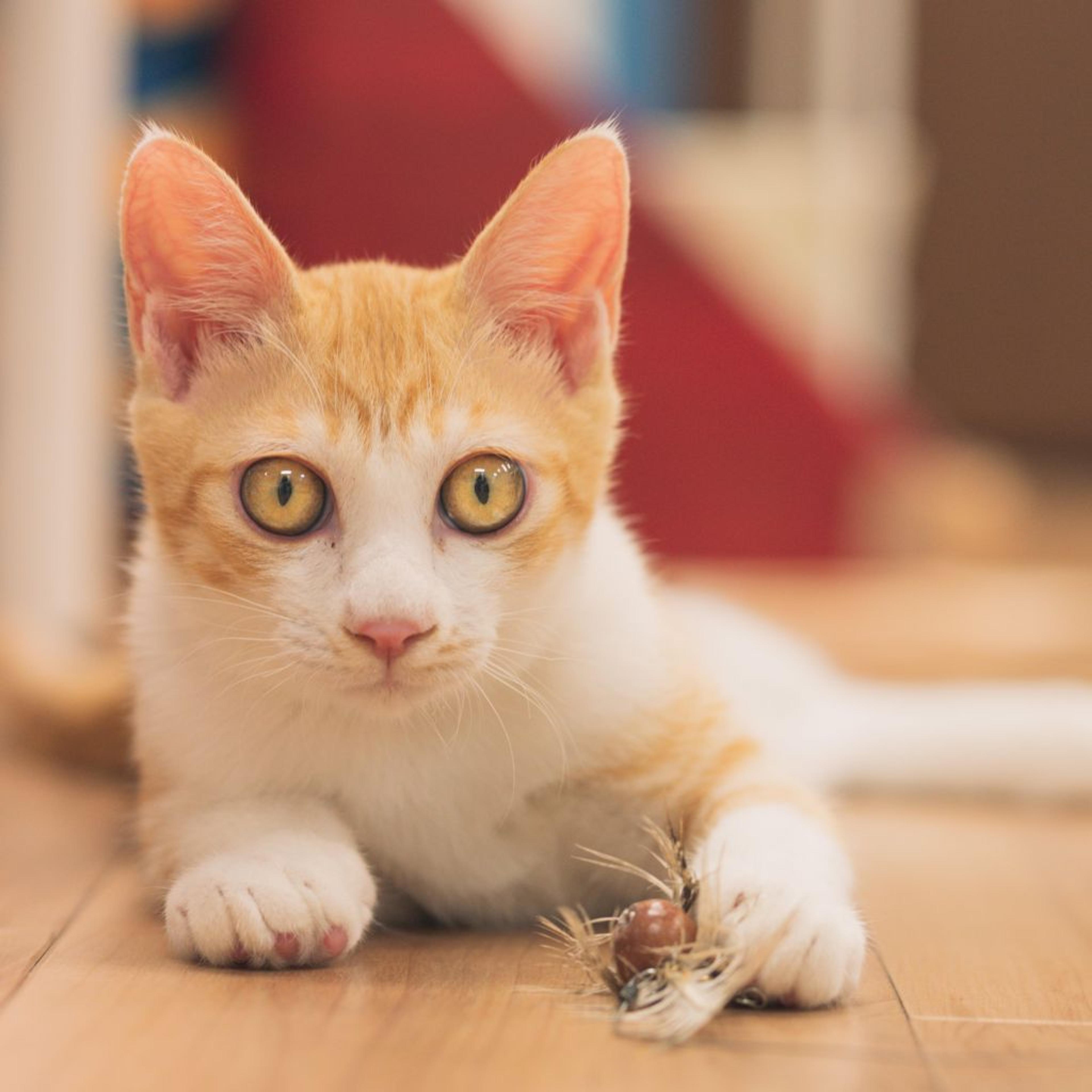 pet-image-4