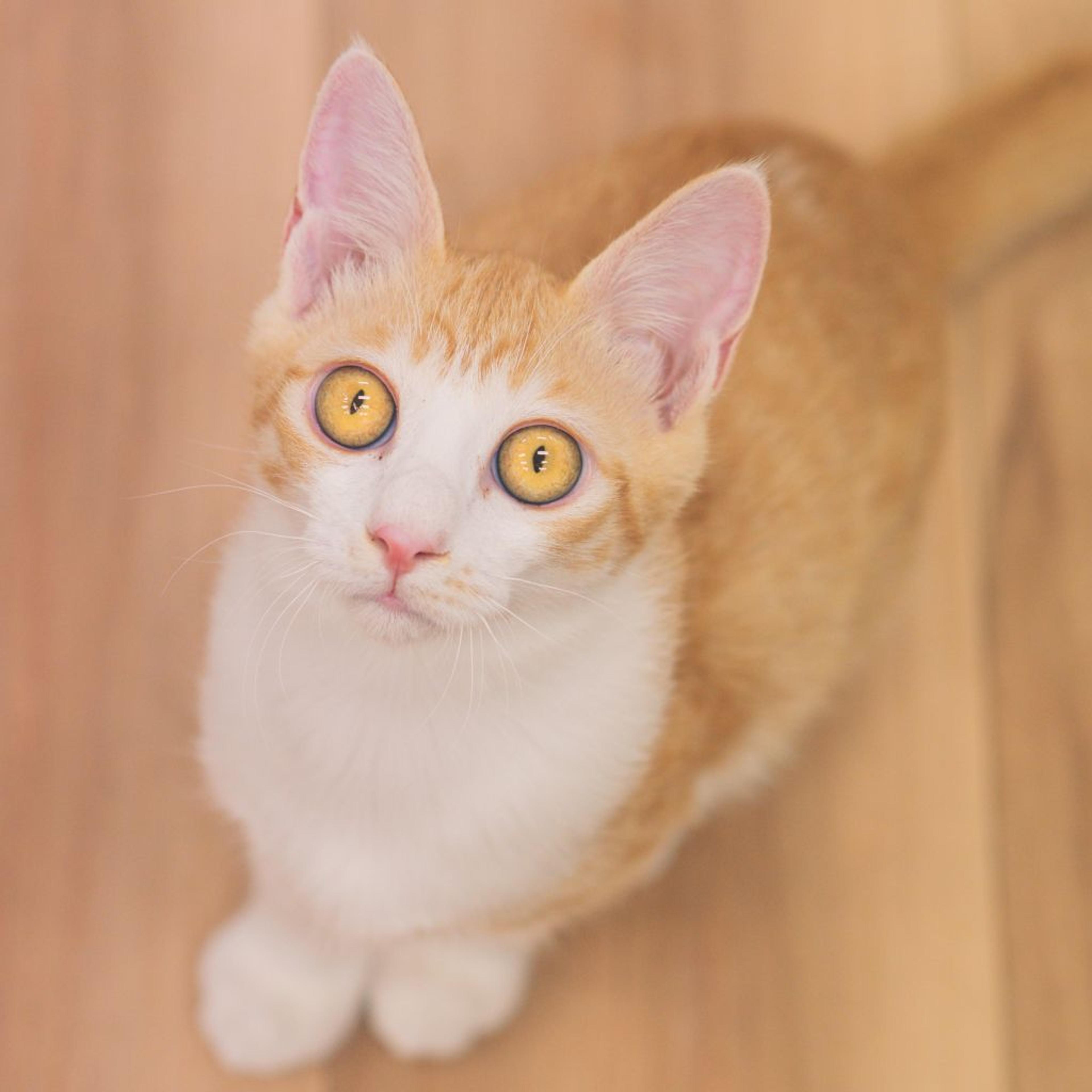 pet-image-5
