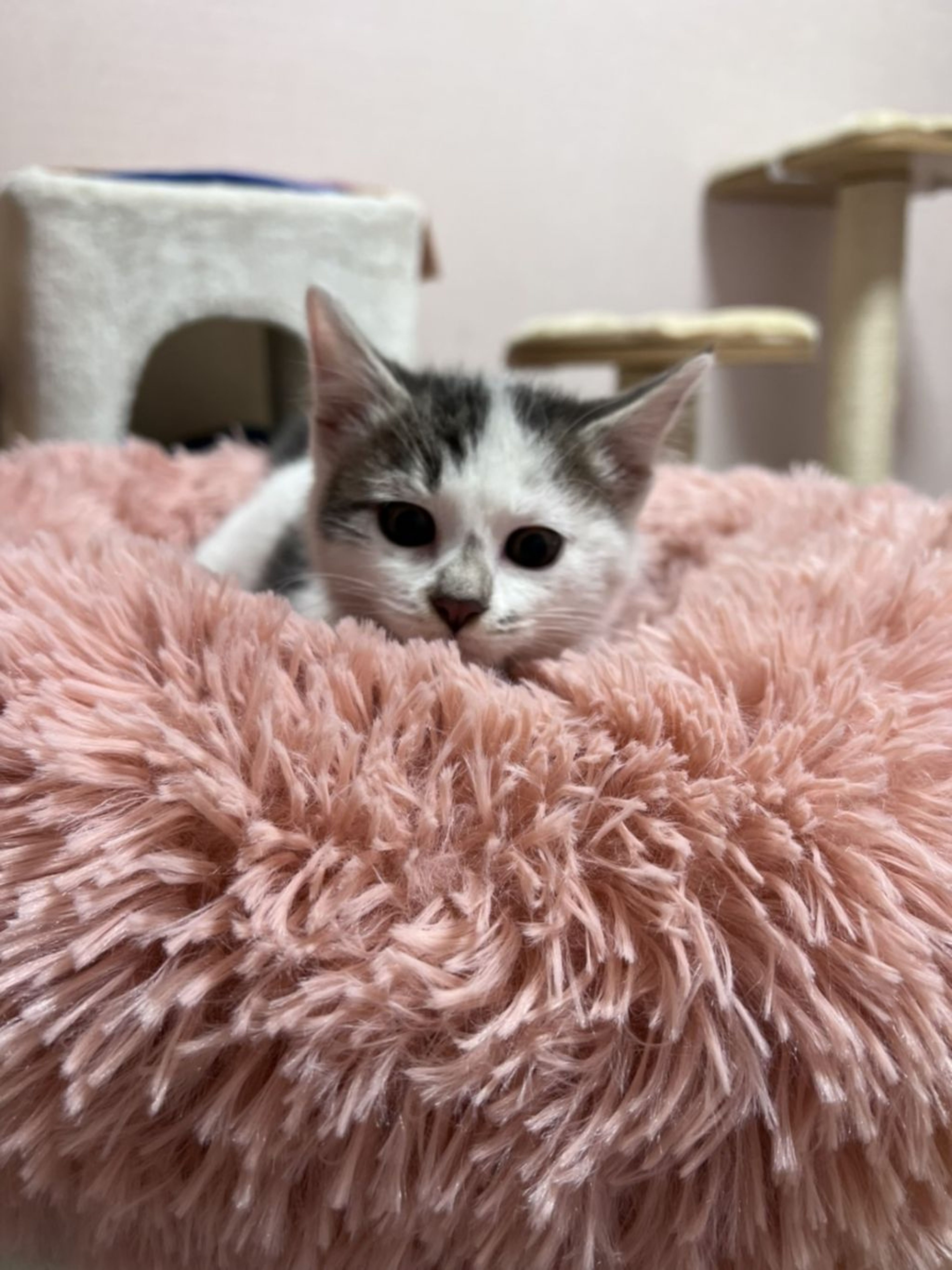pet-image-2