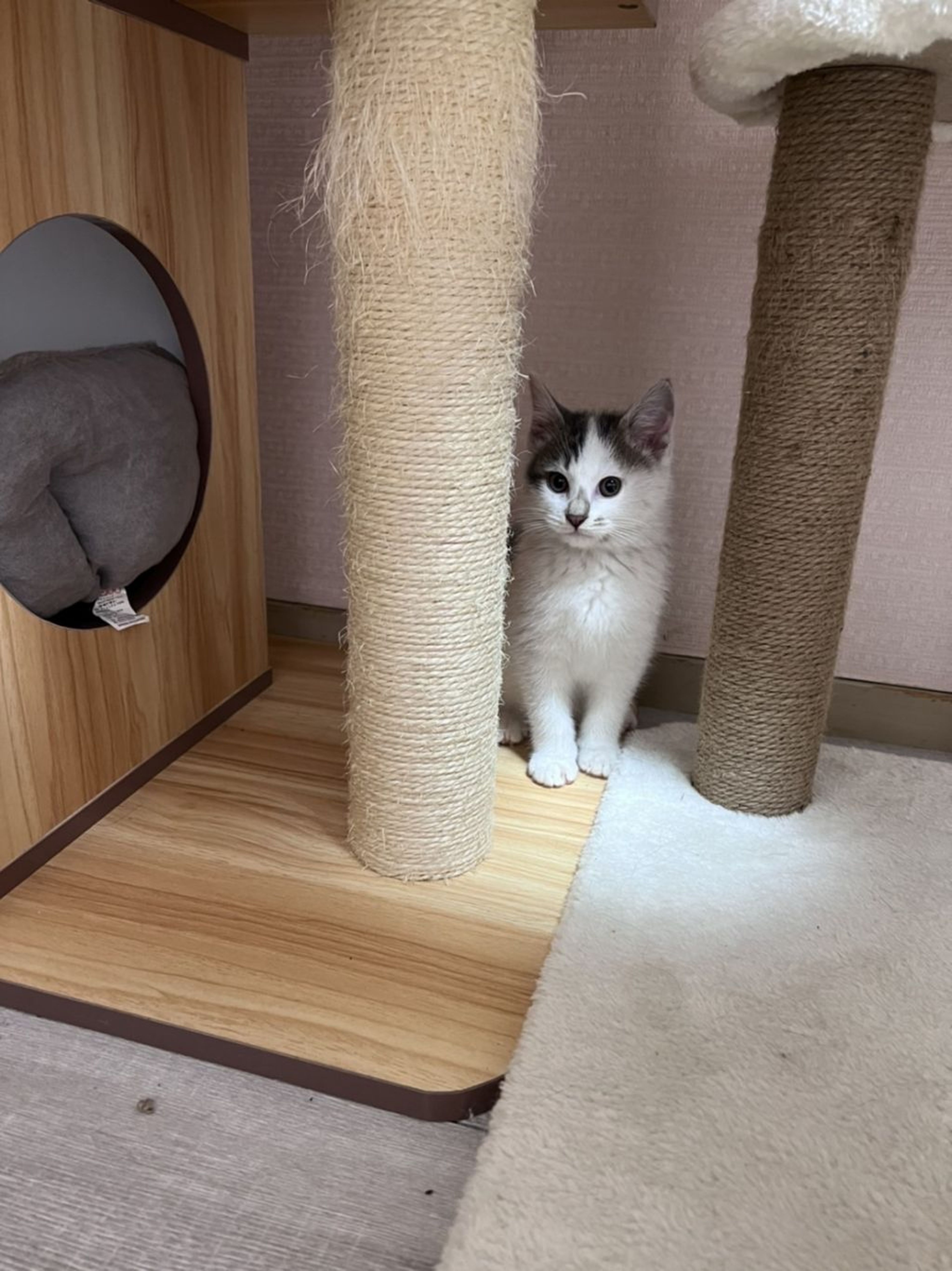 pet-image-3