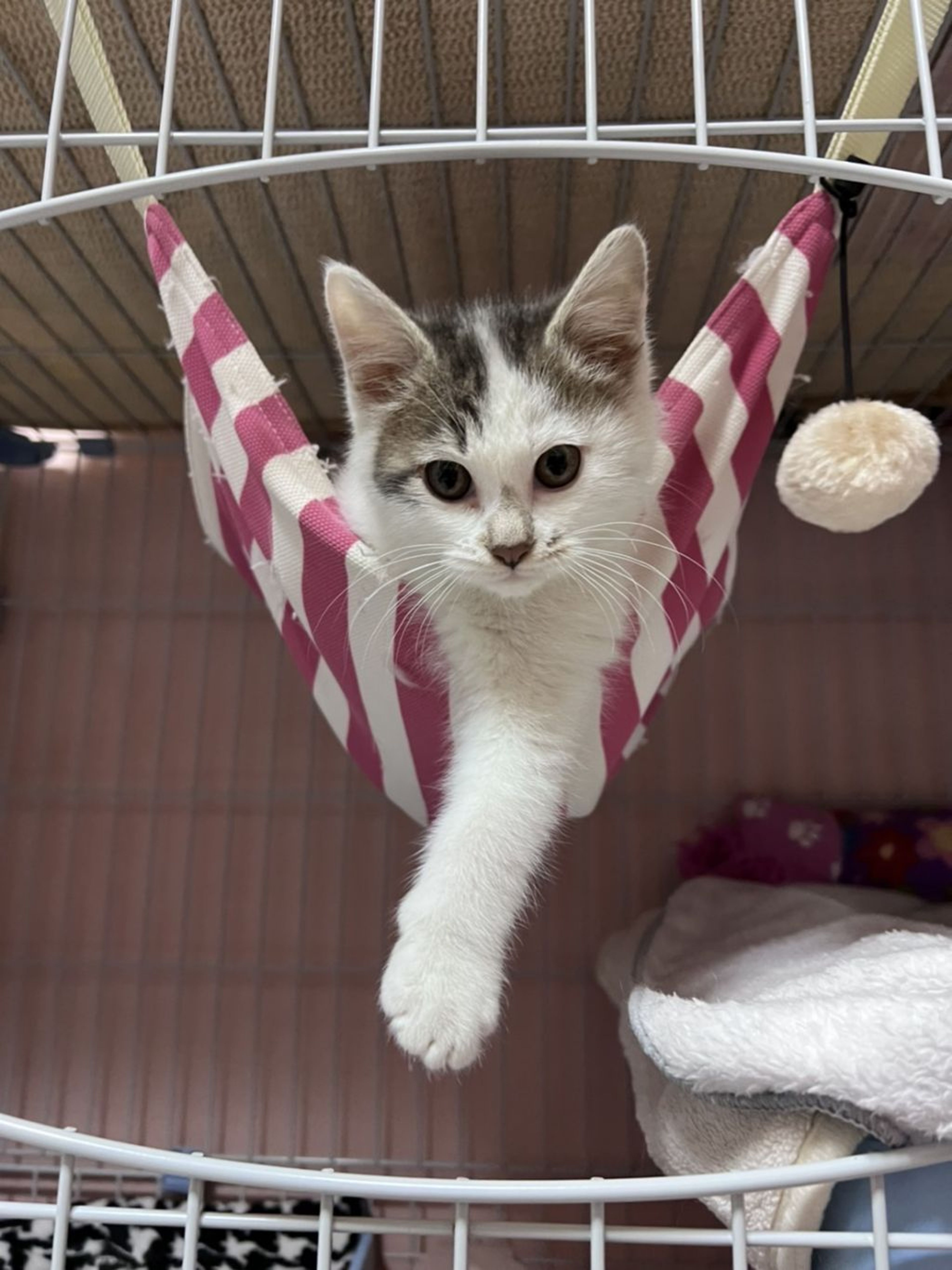 pet-image-4