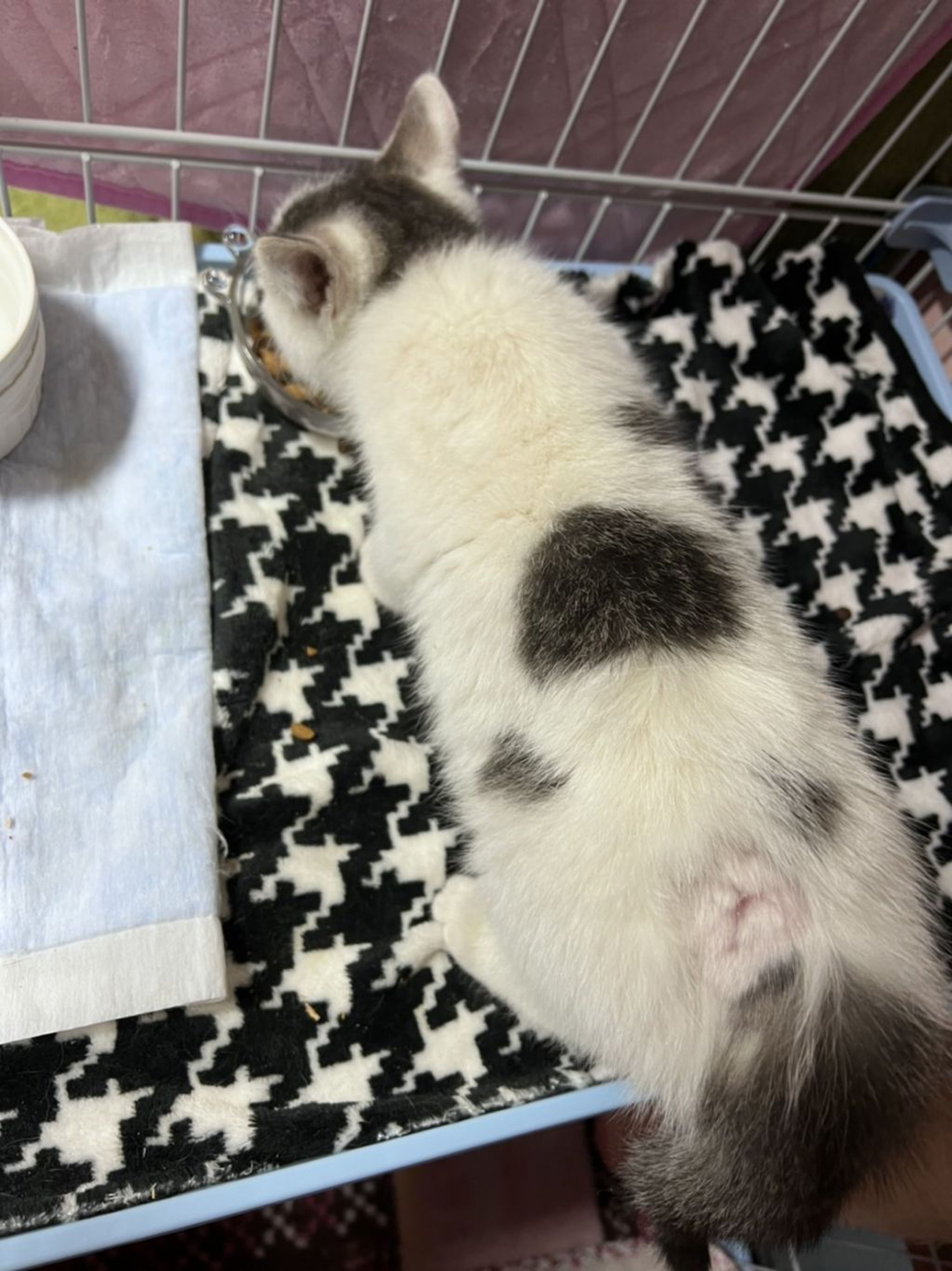 pet-image-5