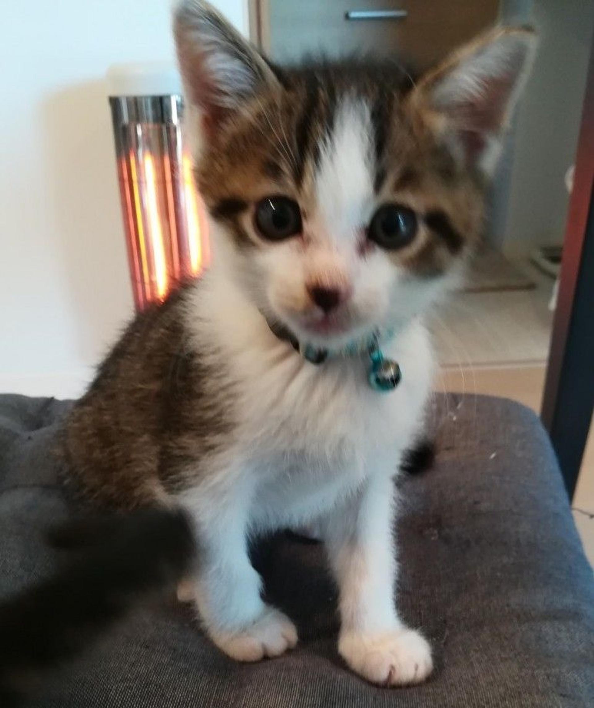 pet-image-3
