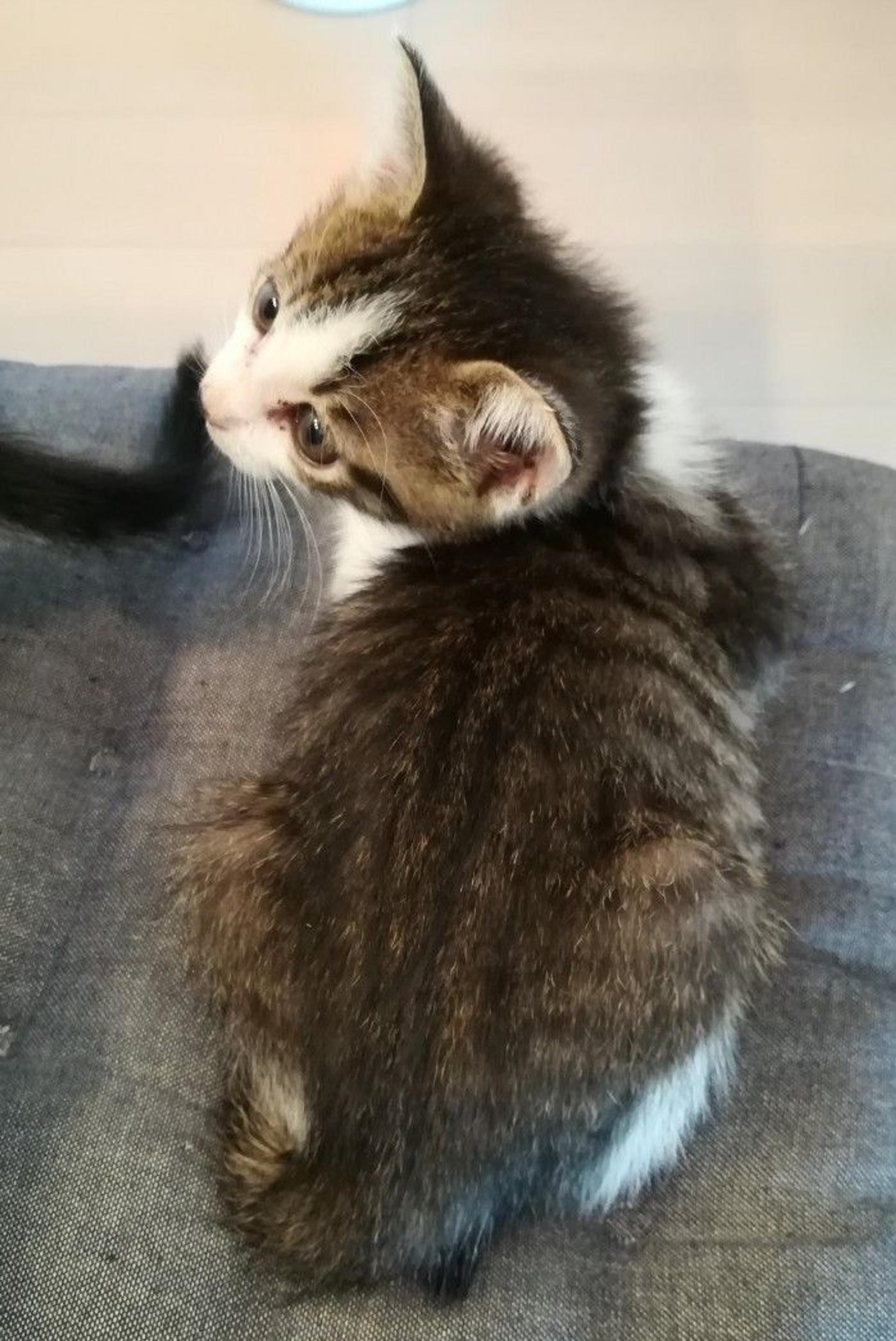 pet-image-4