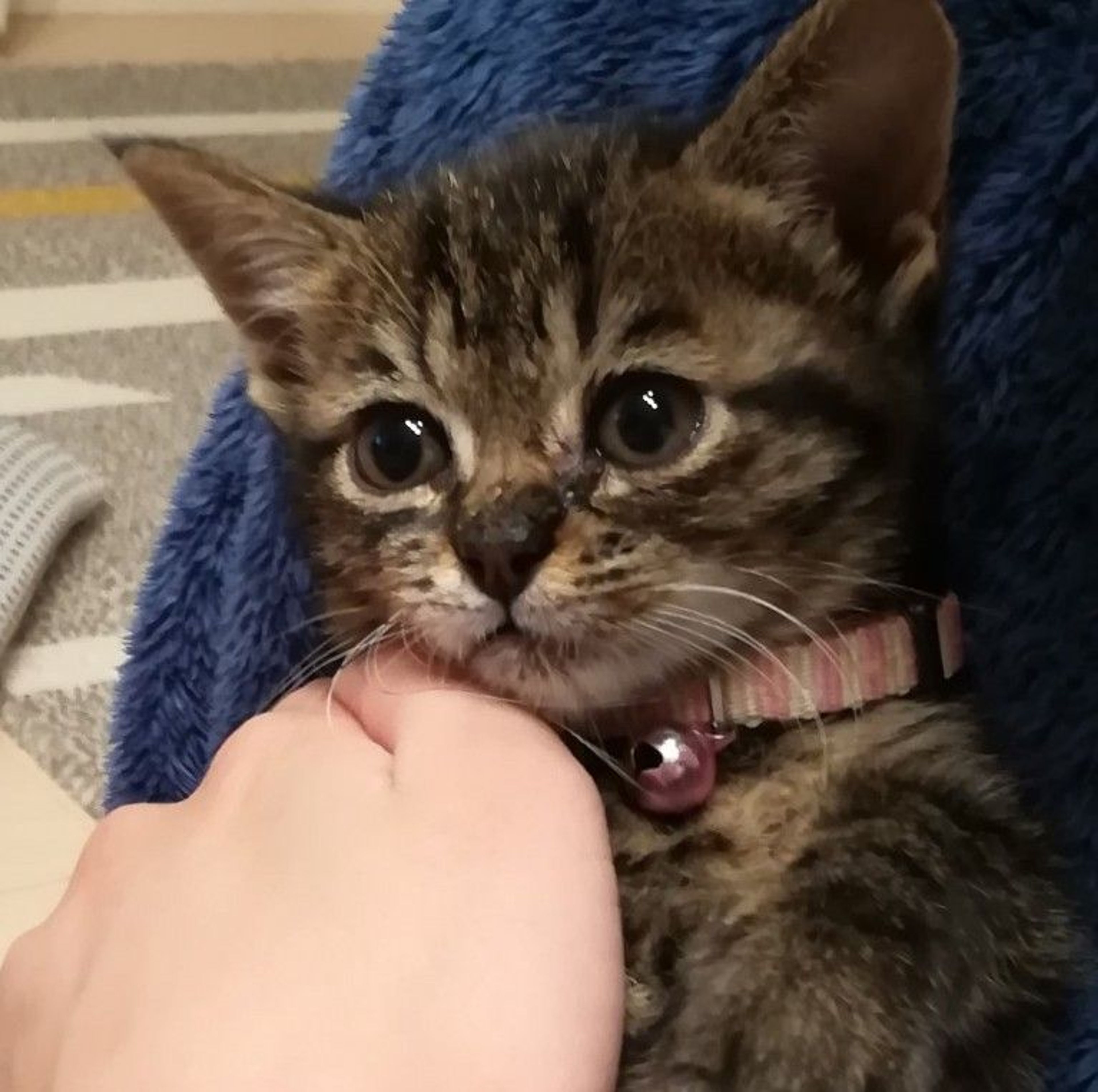 雑種（ミックス猫）・メスの里親募集の写真