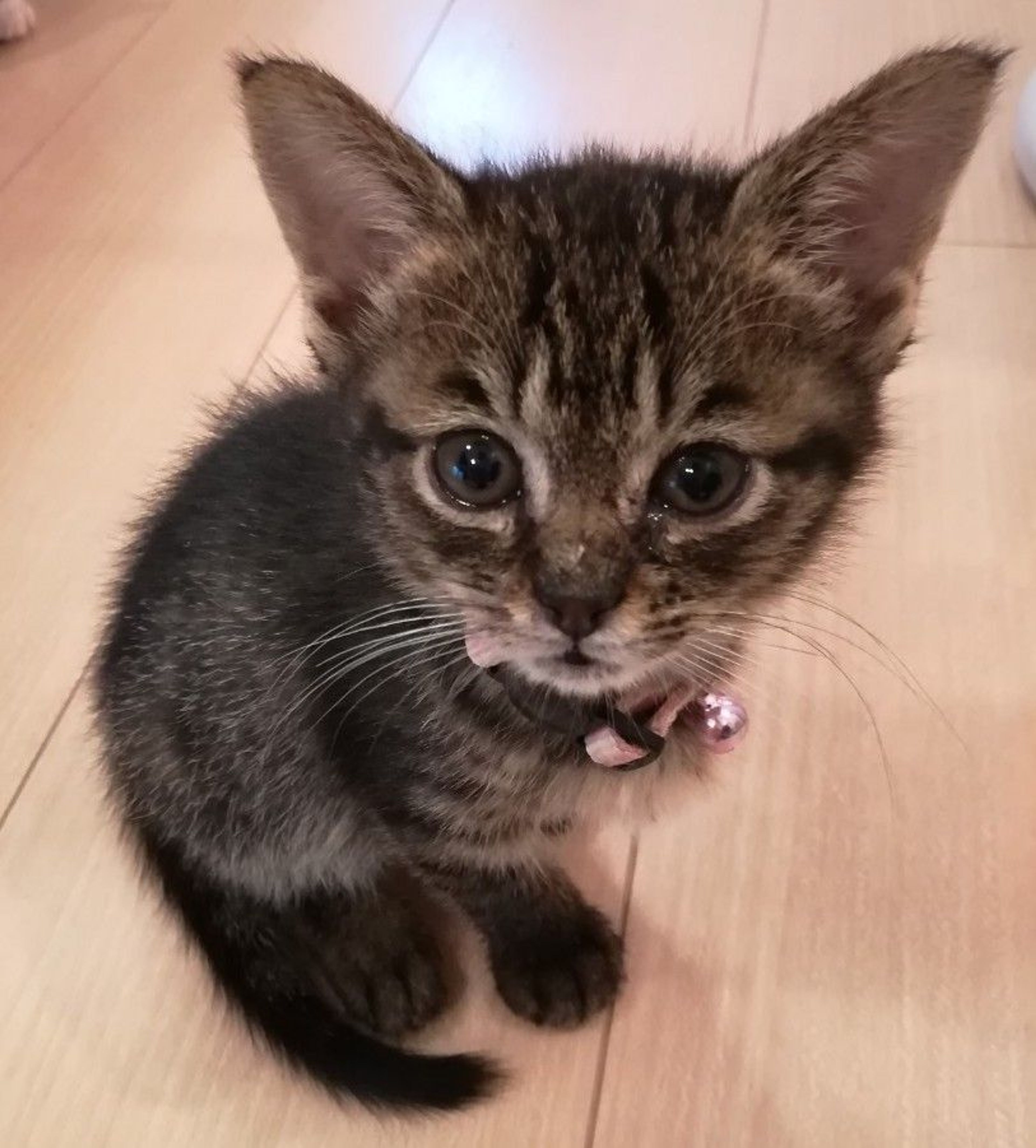 pet-image-2
