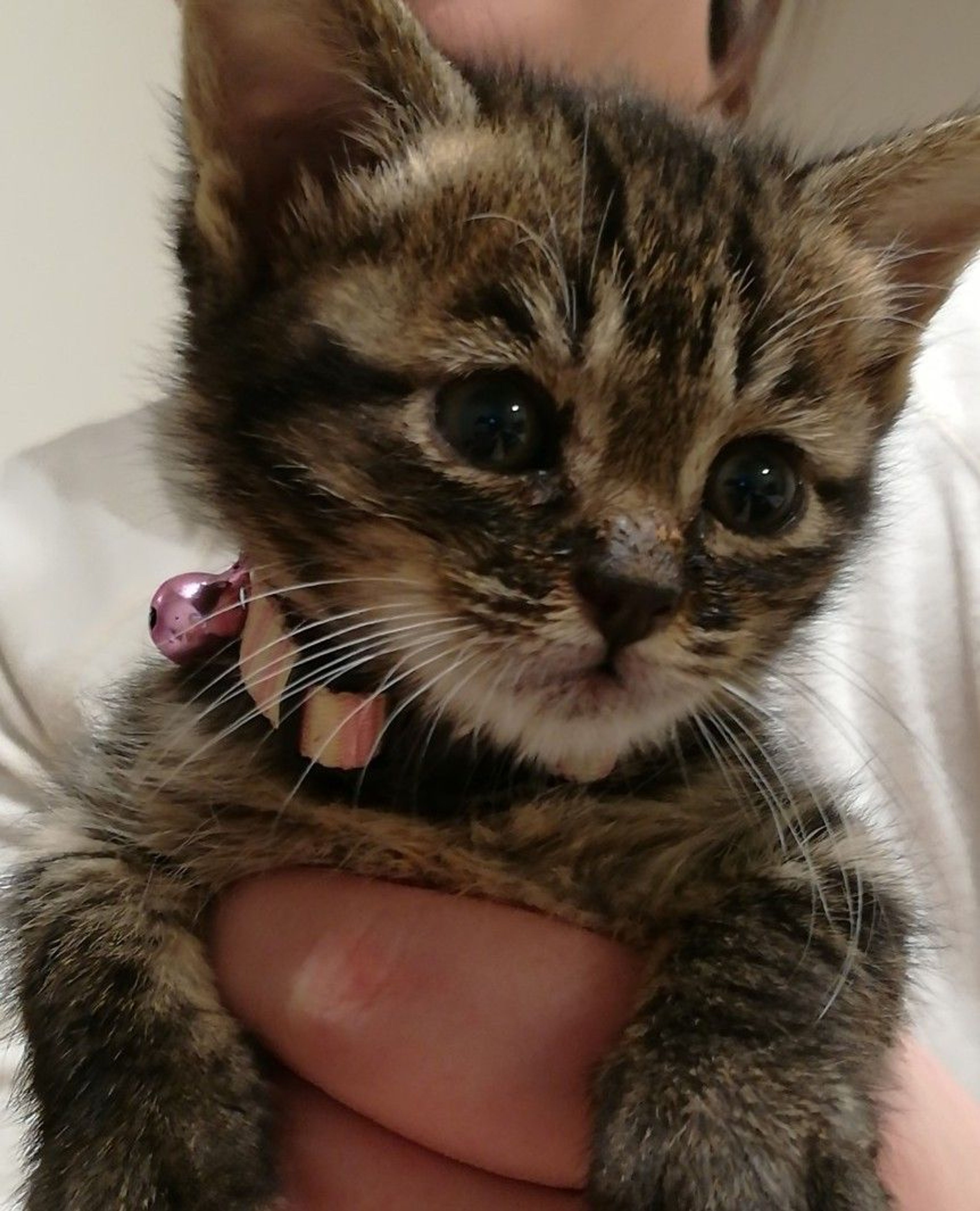 pet-image-3
