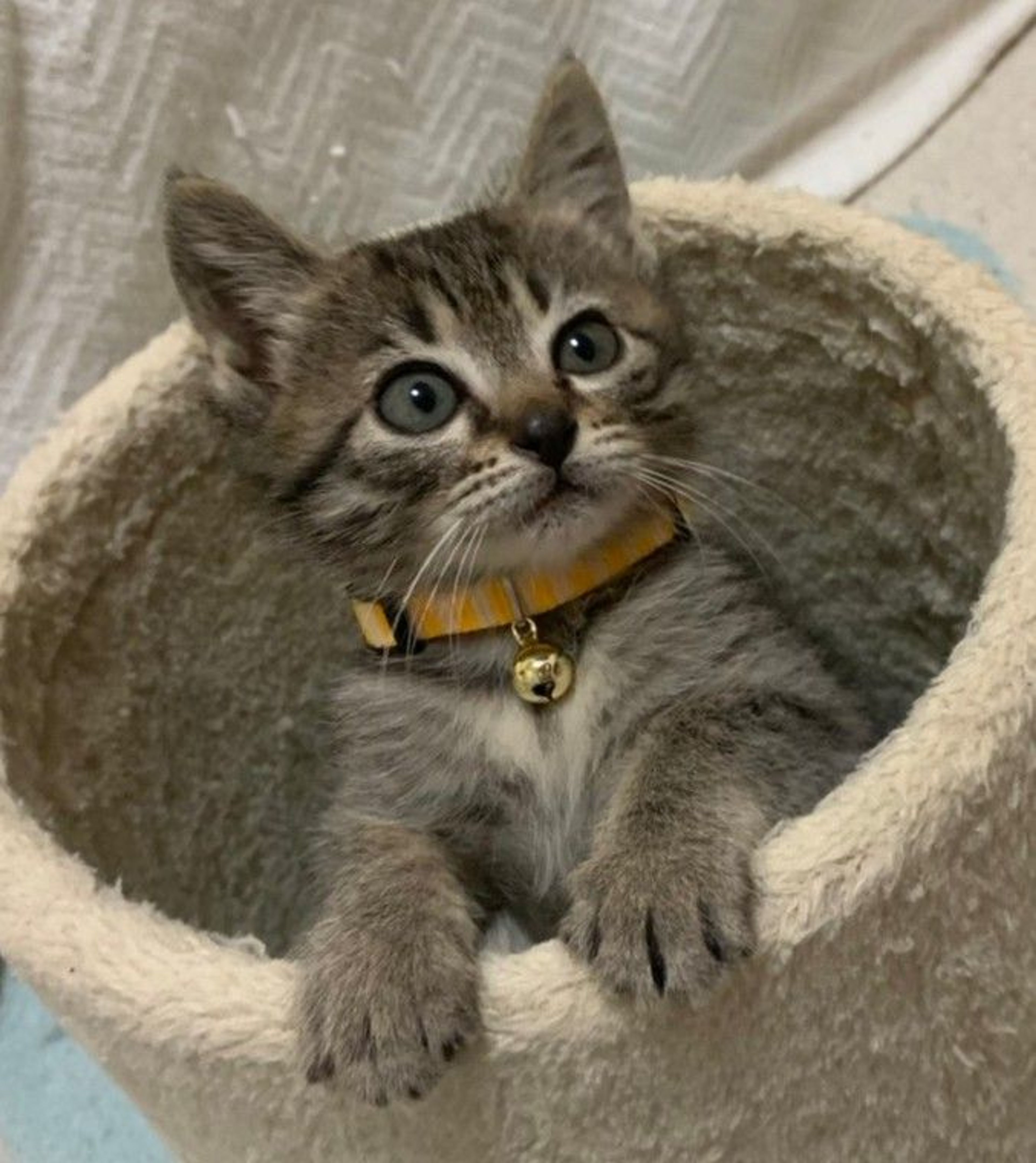 雑種（ミックス猫）・メスの里親募集の写真