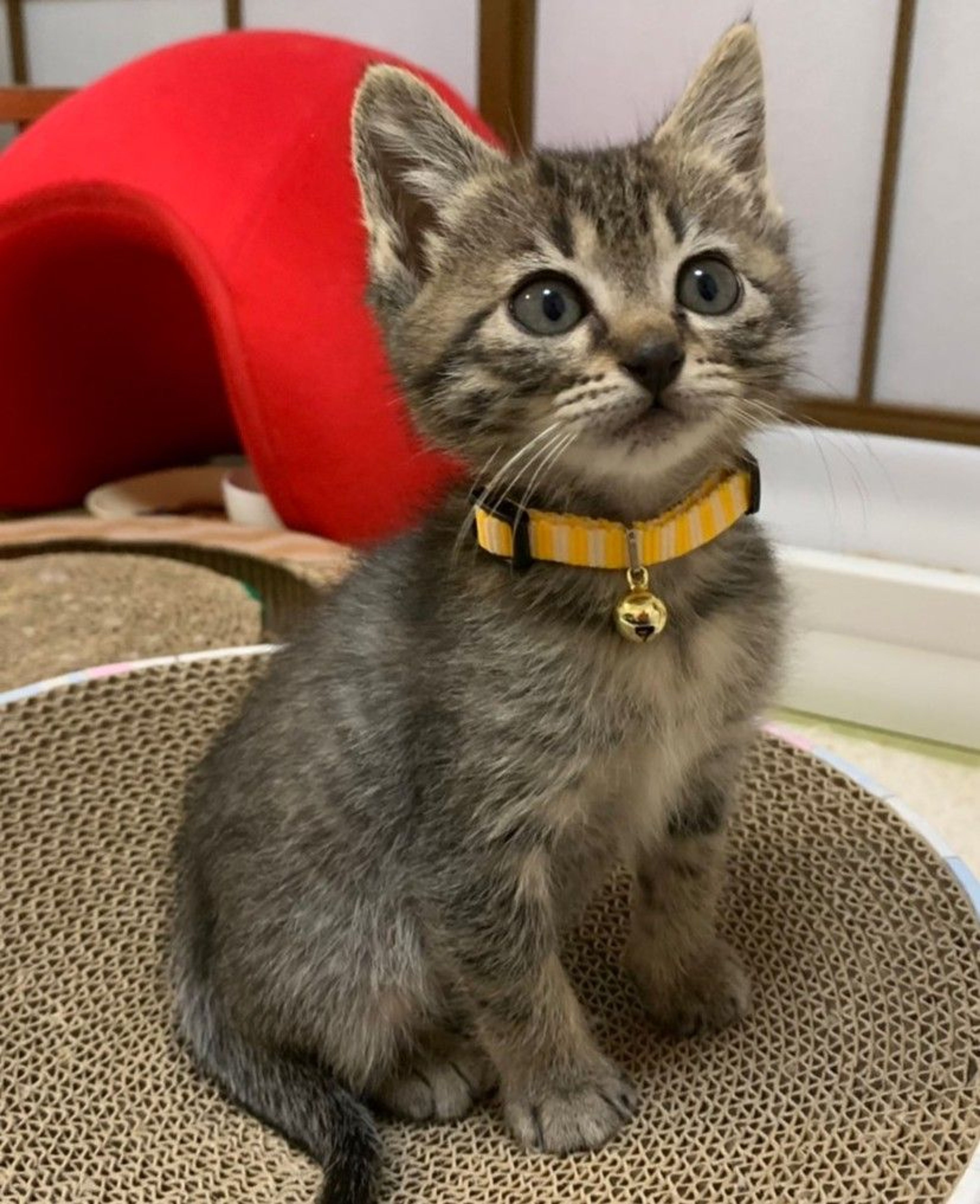 pet-image-2