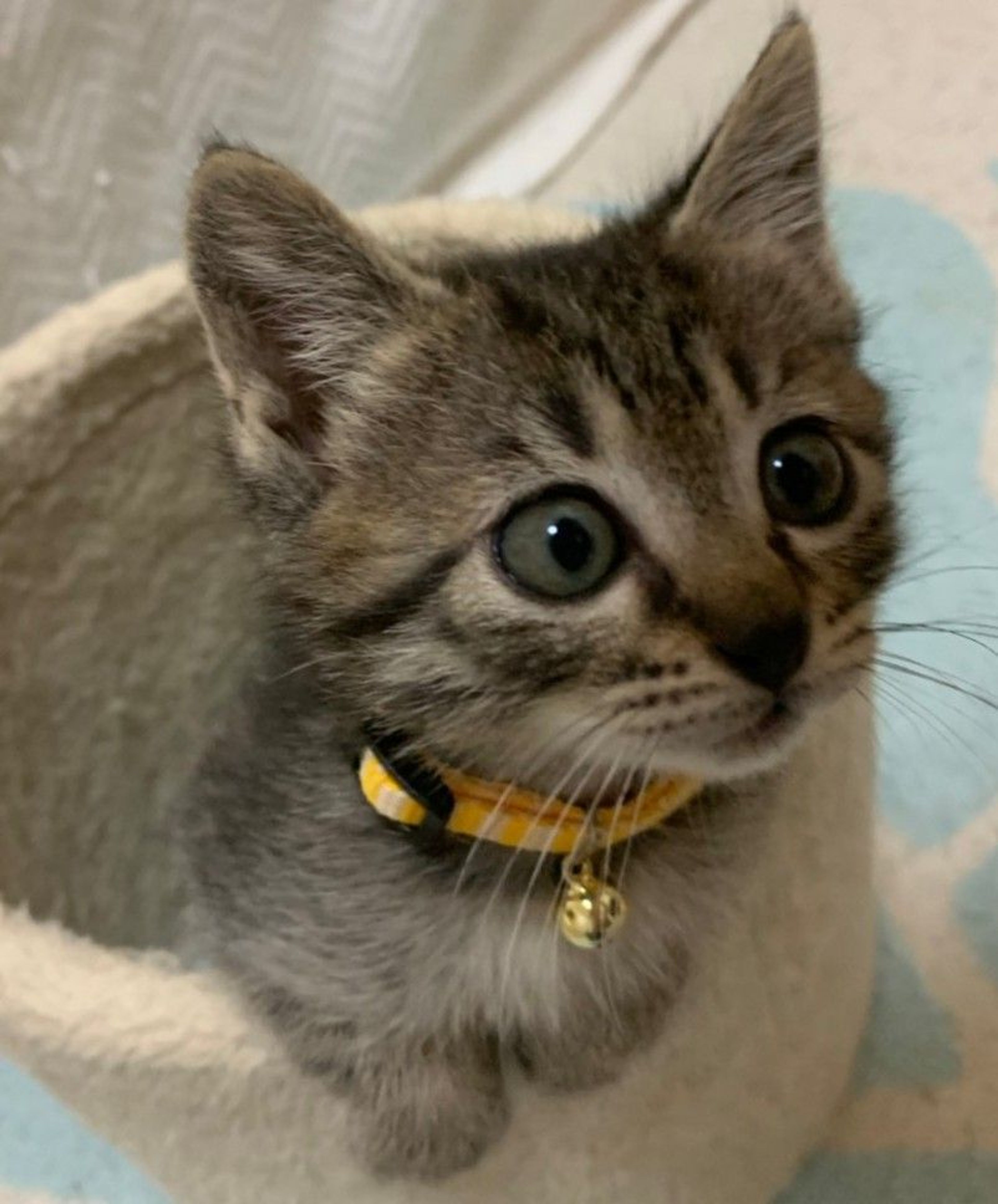 pet-image-3
