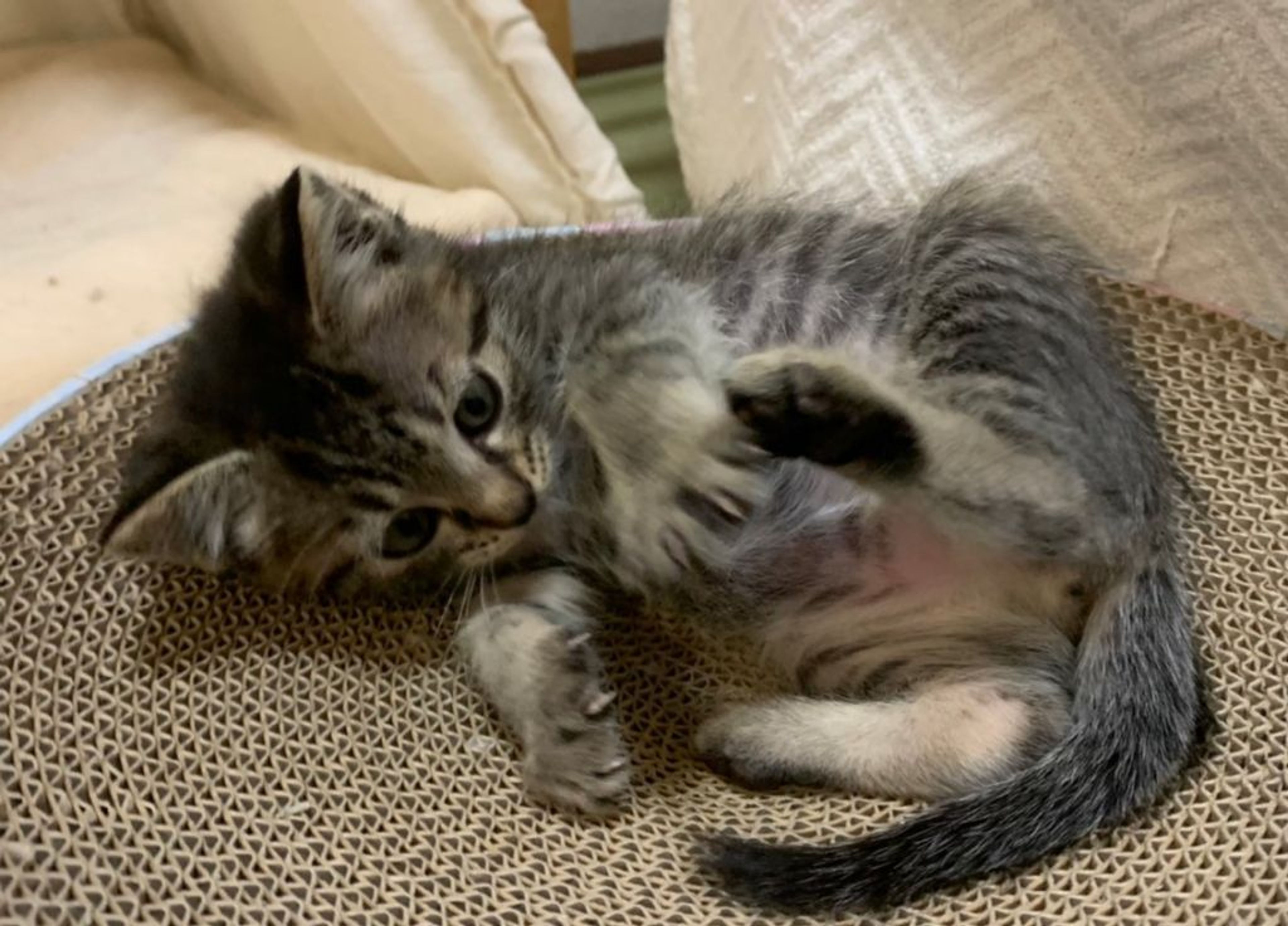 pet-image-6