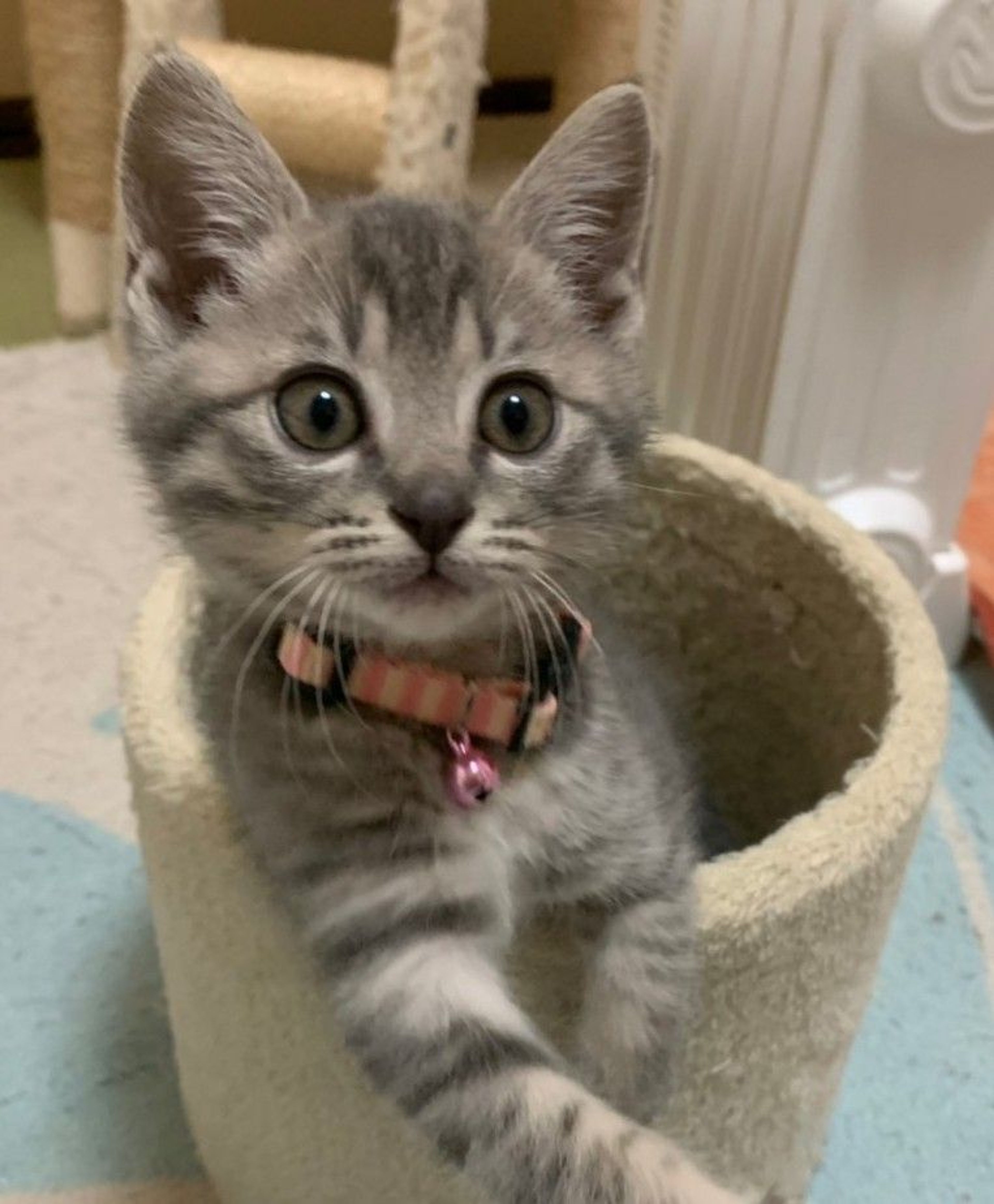 雑種（ミックス猫）・メスの里親募集の写真