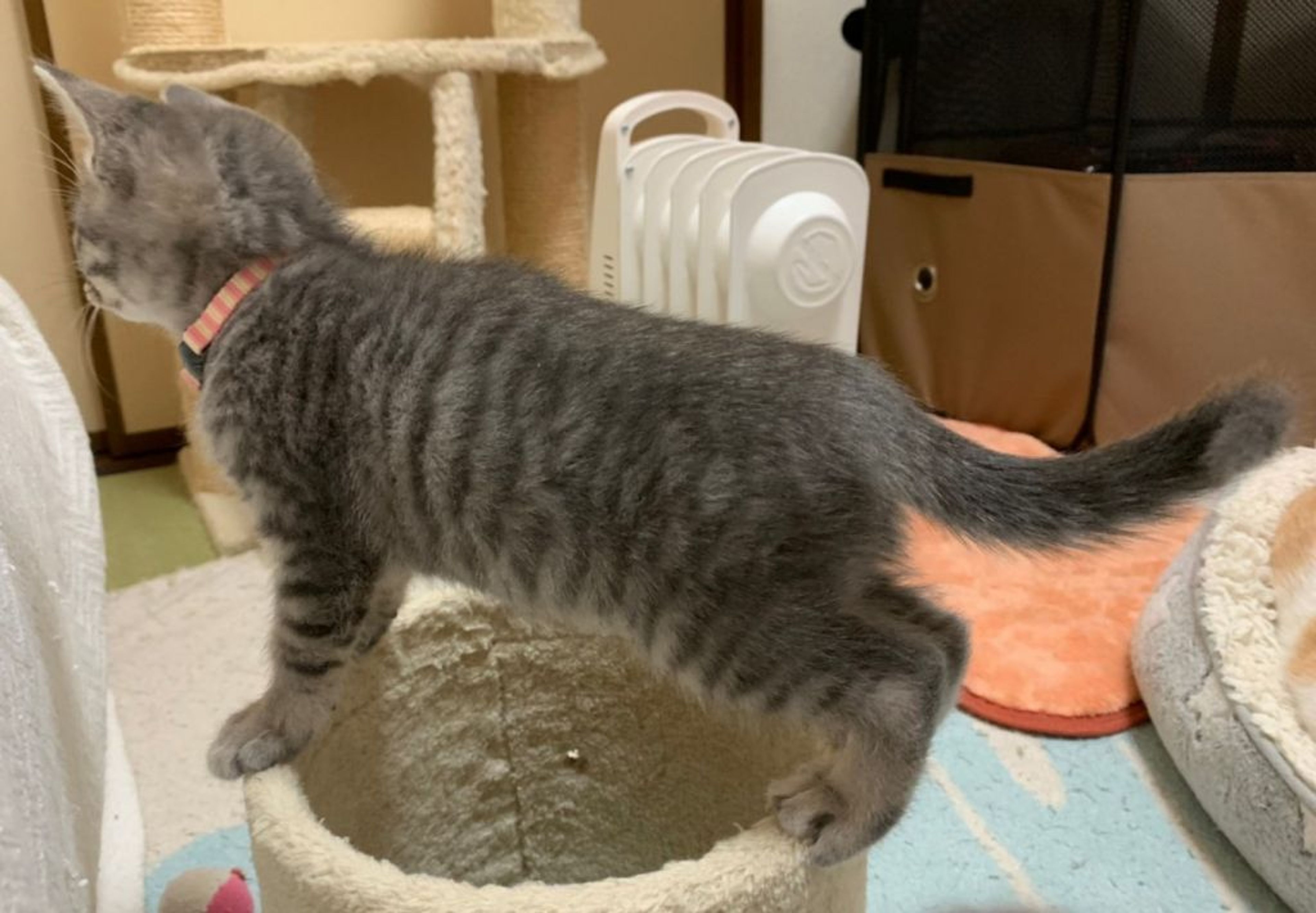 pet-image-5