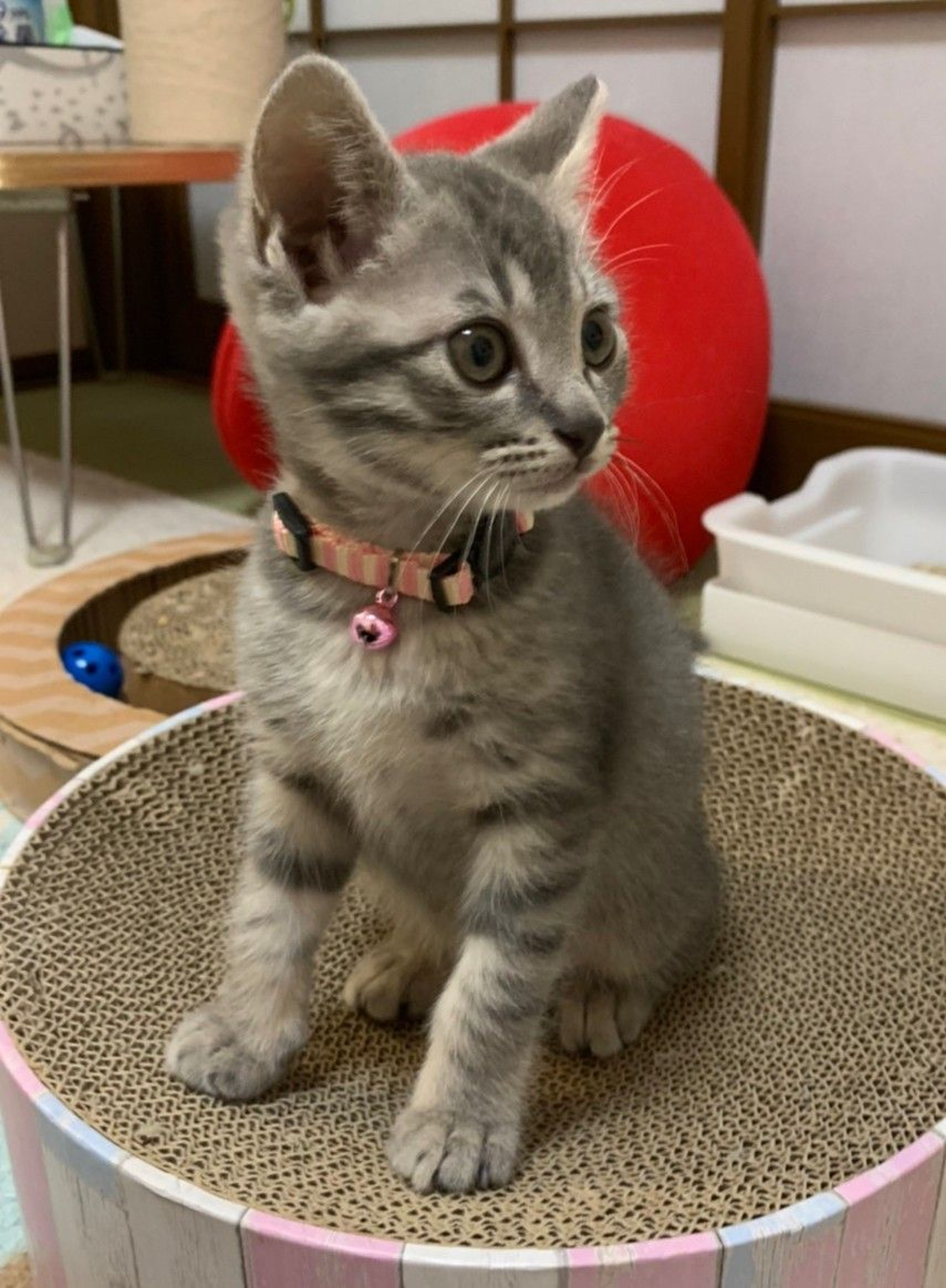 pet-image-6