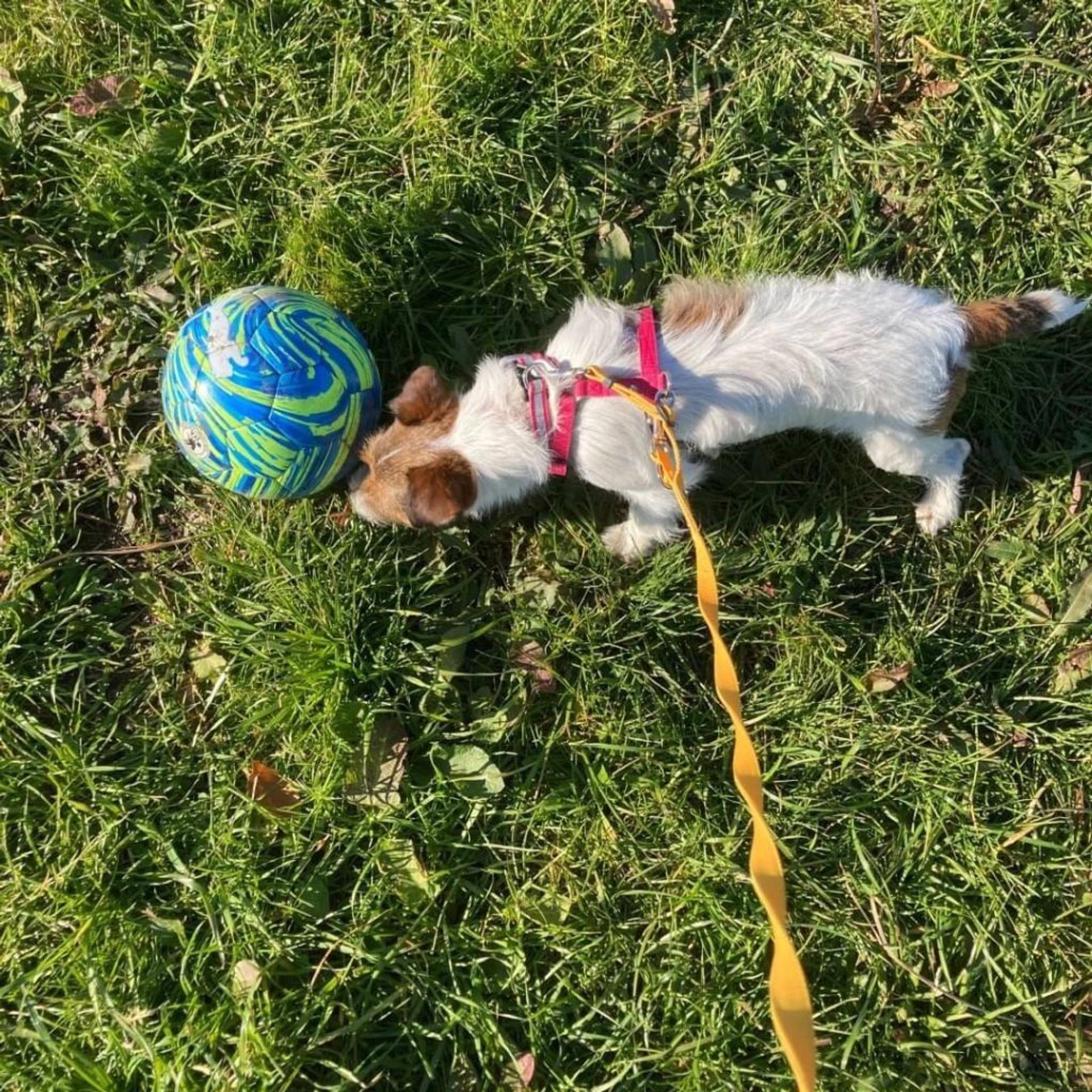 pet-image-4