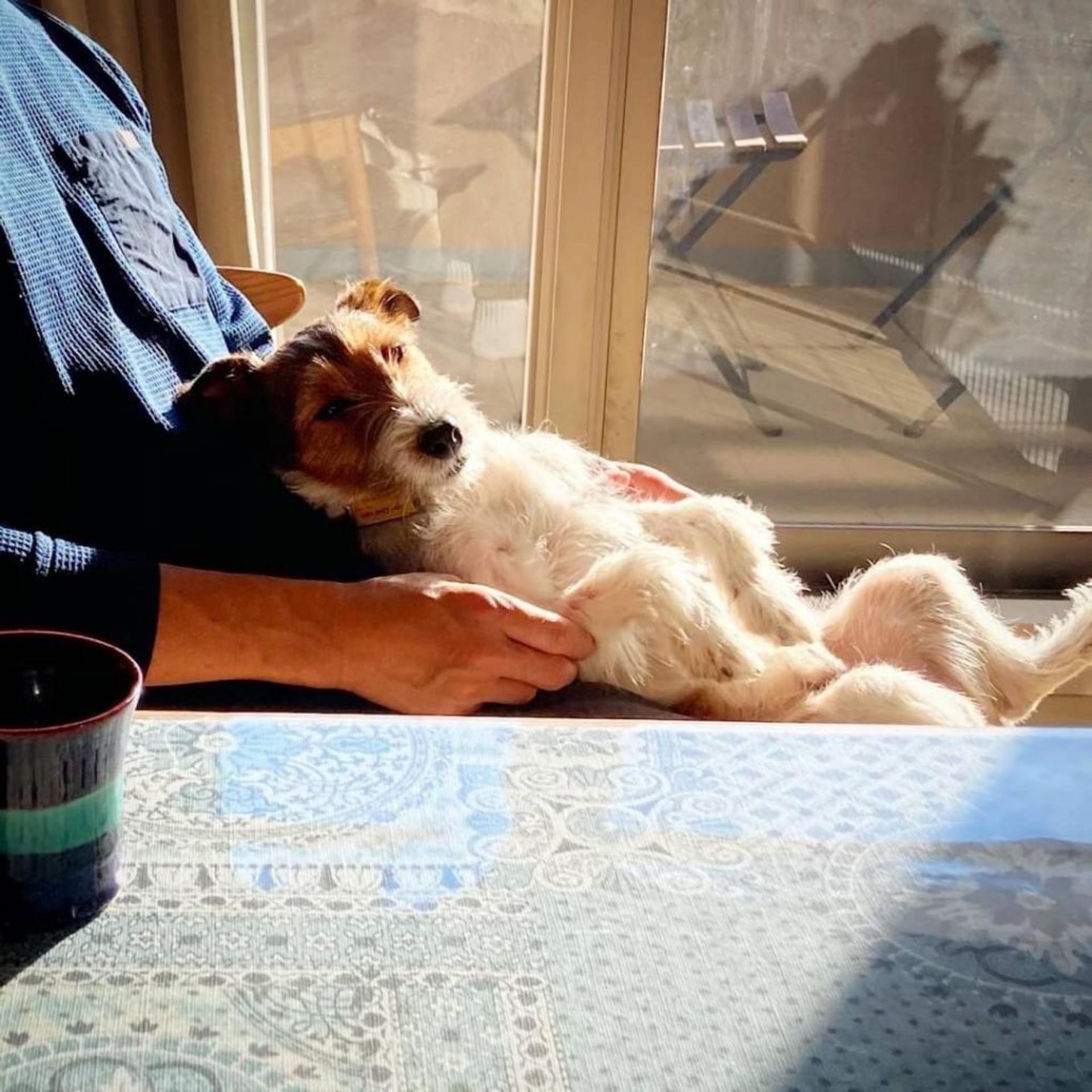 pet-image-6
